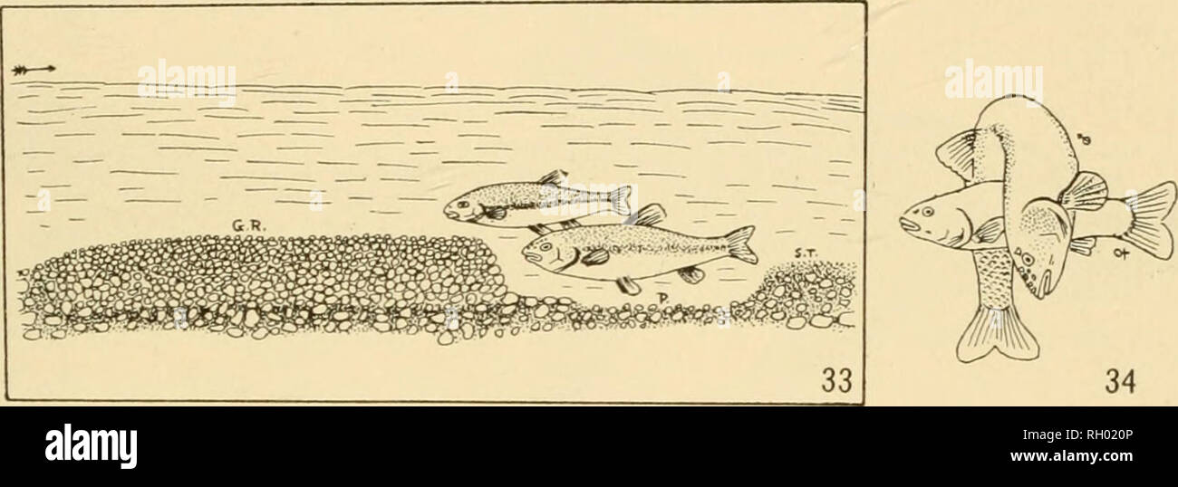 . Bollettino. La geografia. Flussi intermittente 91 ossigeno-consumando escrezioni e decadendo materiale vegetale. Questo potrebbe causare la morte di ardito pesci. AUee (53) trovato molto poco ossigeno nelle acque di tale pool. Come è, le piscine spesso fino a secco e i pesci muoiono. Il secondo pesce per inserire un piccolo ruscello che sembra avere molti dei caratteri del primo. Di solito è il rosso-panciuto dace {Chrosomus erythrogaster), che genera sulle spiagge sabbiose o ghiaiose inferiore (93) ma toler- ates acqua stagnante, essendo presenti anche in alcune delle vasche stagnanti all'estremità sud del Lago Michigan. In alcuni flussi, il b Foto Stock