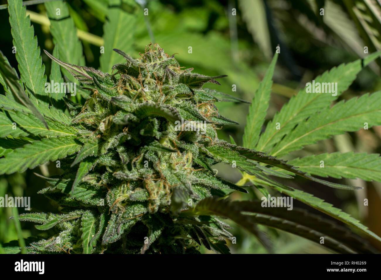 La cannabis o la marijuana boccioli e fiori che crescono in una piantagione di outdooors. La fotografia macro. Close up. Foto Stock