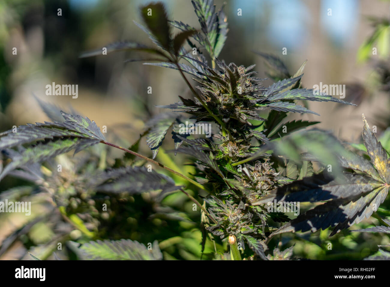 La cannabis o la marijuana boccioli e fiori che crescono in una piantagione di outdooors. La fotografia macro. Close up. Foto Stock