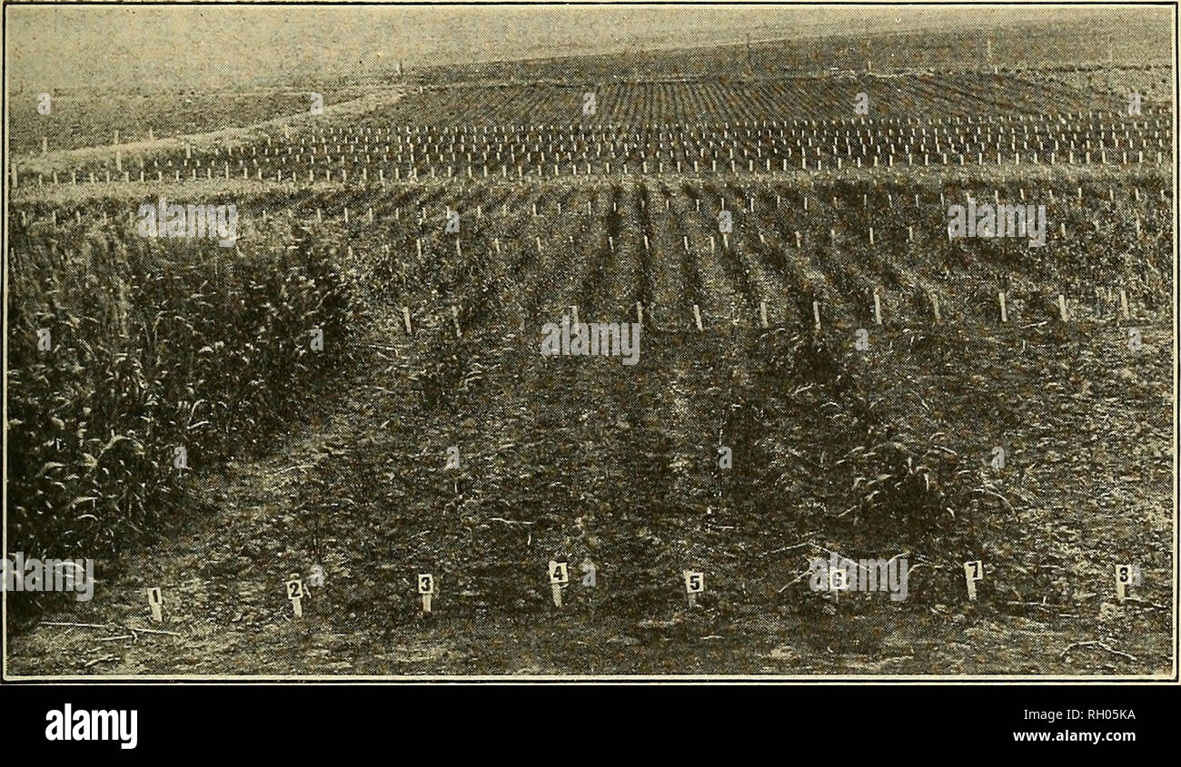 . Bollettino. Gli esperimenti di cereali al Dickinson, N. DAK. 39 prove varietali. Un numero molto maggiore di varietà viene testato ogni anno nel vivaio di nel campo mappe catastali. Le nuove varietà che sono con- tinually essendo introdotto e originati sono qui data la loro prima prova. Il terreno utilizzato è alternativamente ritagliata e a riposo. Il seme è sown a mano in un solco di circa 3 cm di profondità, che è stato aperto con una ruota di zappa. È poi coperto da uno speciale a- tachment su lo stesso strumento. Le righe sono 17 piedi di lunghezza e 12 pollici al di là. Ogni terza fila è piantato per la medesima varietà, come un controllo. C Foto Stock . Bollettino. Gli esperimenti di cereali al Dickinson, N. DAK. 39 prove varietali. Un numero molto maggiore di varietà viene testato ogni anno nel vivaio di nel campo mappe catastali. Le nuove varietà che sono con- tinually essendo introdotto e originati sono qui data la loro prima prova. Il terreno utilizzato è alternativamente ritagliata e a riposo. Il seme è sown a mano in un solco di circa 3 cm di profondità, che è stato aperto con una ruota di zappa. È poi coperto da uno speciale a- tachment su lo stesso strumento. Le righe sono 17 piedi di lunghezza e 12 pollici al di là. Ogni terza fila è piantato per la medesima varietà, come un controllo. C Foto Stock