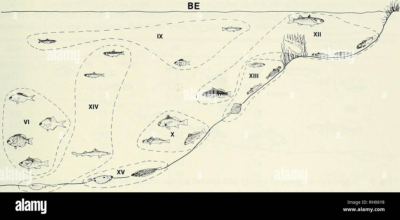 . Bollettino. Scienza e storia naturale; storia naturale. Analisi di habitat del sud della California pesci 143. Fig. 7. Diagramma schematico di specie e gruppi di specie all'interno della baia e di estuario (DA) habitat. Altre informazioni come in figura 5. i dati sono presentati principalmente per ragioni di completezza e devono essere interpretati con cautela. Modelli di abbondanza cumulativo tra i primi dieci specie entro il desig- habitat tramite NAT variava da bruscamente asintotiche (MW, e) per dolcemente degradante (DRR, KB, e SB) (Fig. 11). H/NSB, OC, e habitat SRRF variava notevolmente fra gli studi particolari ma, in g Foto Stock