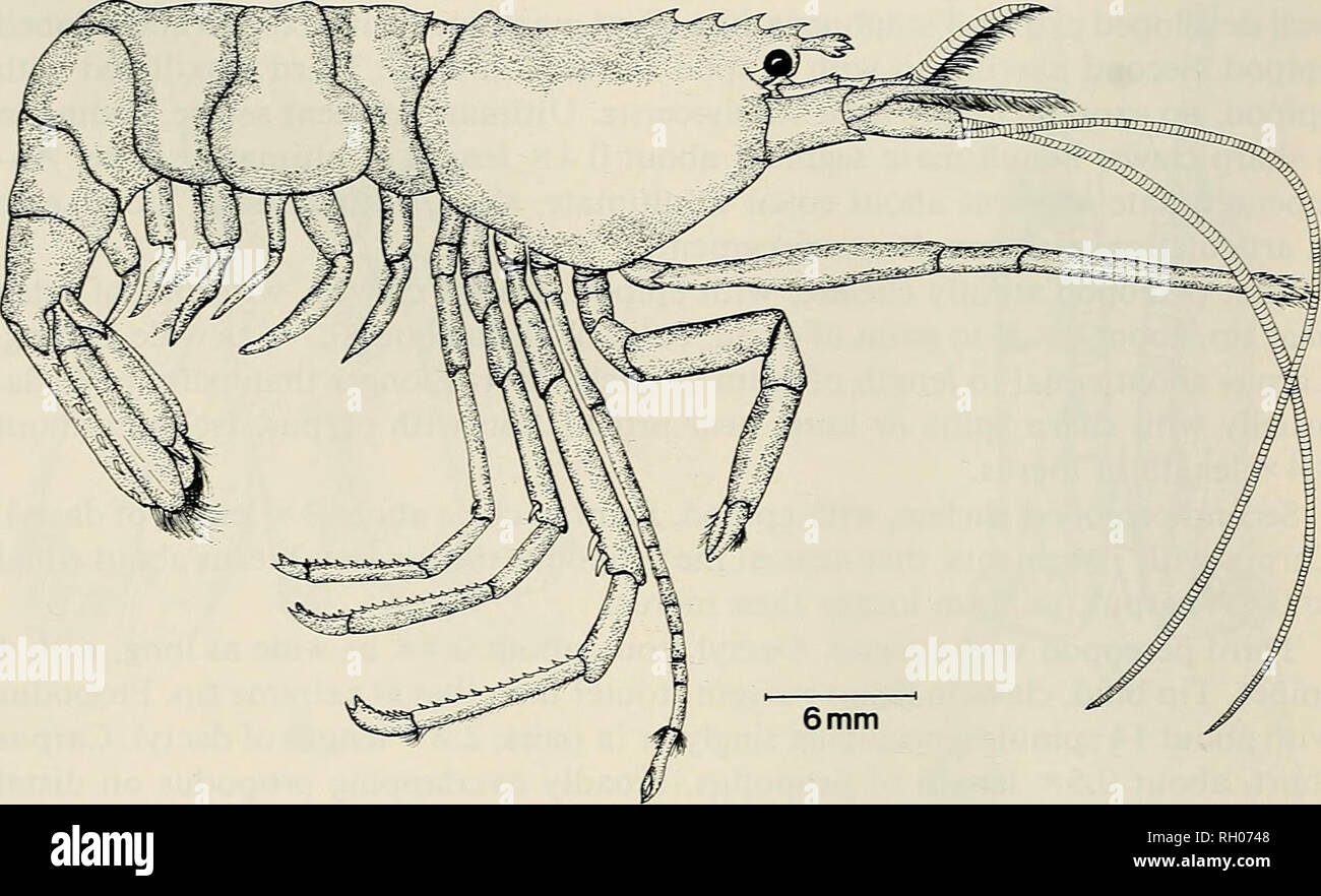 . Bollettino. Scienza e storia naturale; storia naturale. 50 sud della Accademia delle Scienze della California. Fig. 3. Heptacarpuspalpator (Owen). Femmina, lunghezza totale in millimetri 44.2. Monterey Municipal Wharf, Monterey, California; CAS numero 034340. Isola (33°29'28"N, 118 o33'30"N-33°29'45'/n, 118°34'10"W), 240-295 m, fango, 10 Sett. 1940, Velero III sta. 1183-40, 1 campione.-1 mi. NW di bianco Cove, Isola di Santa Catalina (33°24'20"N, 118°22'00"W), 4-6 m, tra kelp holdfasts, 4 agosto 1941, Velero III sta. 1378-41, 14 esemplari.- 1 mi. ESE di Willow Cove, Santa Catalina Island ( Foto Stock