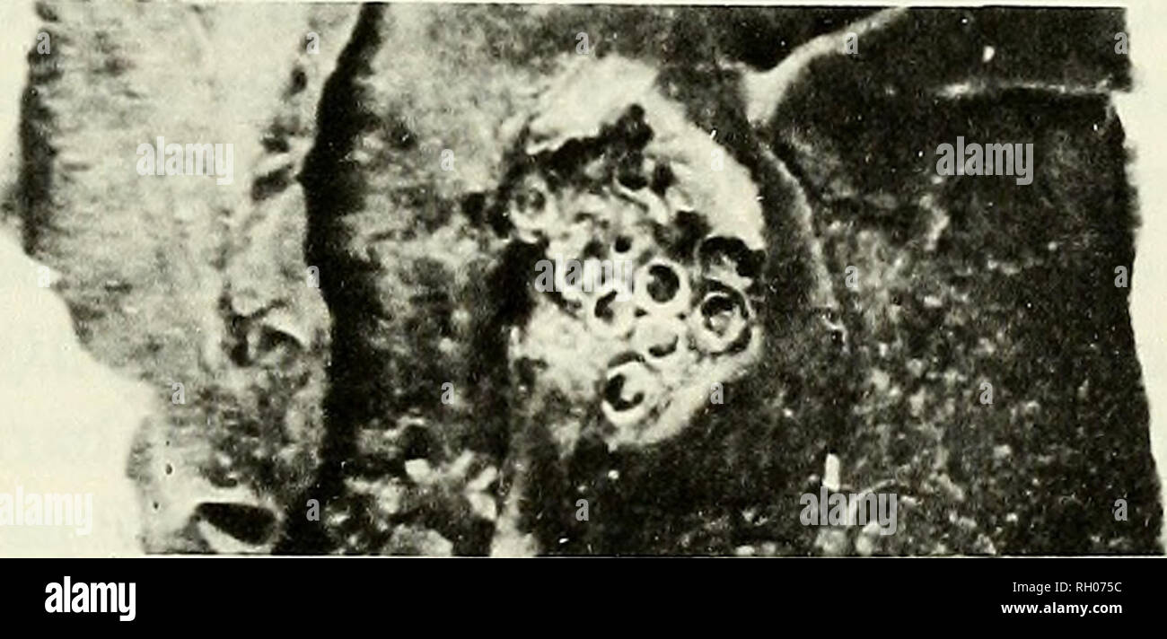 . Bollettino. Scienza e storia naturale; storia naturale. Fig. 9. un 1: vista dorsale di un cluster di "sementi" cirripedi (Cryptolepas rhachianecti). Nota che circonda l'anello di irritata, comified derma in corrispondenza di e. a2: 17 mm di diametro barnacle, bl: vista in sezione trasversale di barnacle al cluster (dorsale è in alto), c: nota la forma cilindrica e la profondità di penetrazione del neo- parapetti (3-4 mm di diametro) in contrapposizione alla scanalate, ellitticamente-sagomato, più maturo barnacle a 2d; s è la pelle; b è blubber; f è alla base dell'barnacle, c; il cluster c comprende diciotto cirripedi in una zona circa la s Foto Stock