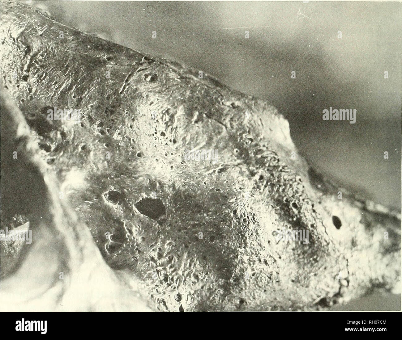 . Bollettino. Scienza e storia naturale; storia naturale. Fig. 4. Smilodon mascellare destro. Frecce "A" punto per i resti della radice canina che sono rimasti dopo avulsione di frattura. Le radici vengono visualizzati attraverso la cloaca allargata. La porzione superiore della mascella ha subito atrofia nonché la degenerazione da osteite, frecce "B" LACMHC 2001-417. Bar = 2 cm.. Fig. 5. A destra la mascella illustrante il reattivo di osso osteite cronica successiva di avulsione di frattura. Il grande di forma irregolare sono fori cloacae attraverso cui il pus è stata scaricata dall'interno del tessuto osseo. 2001-154 LACMHC.. Foto Stock