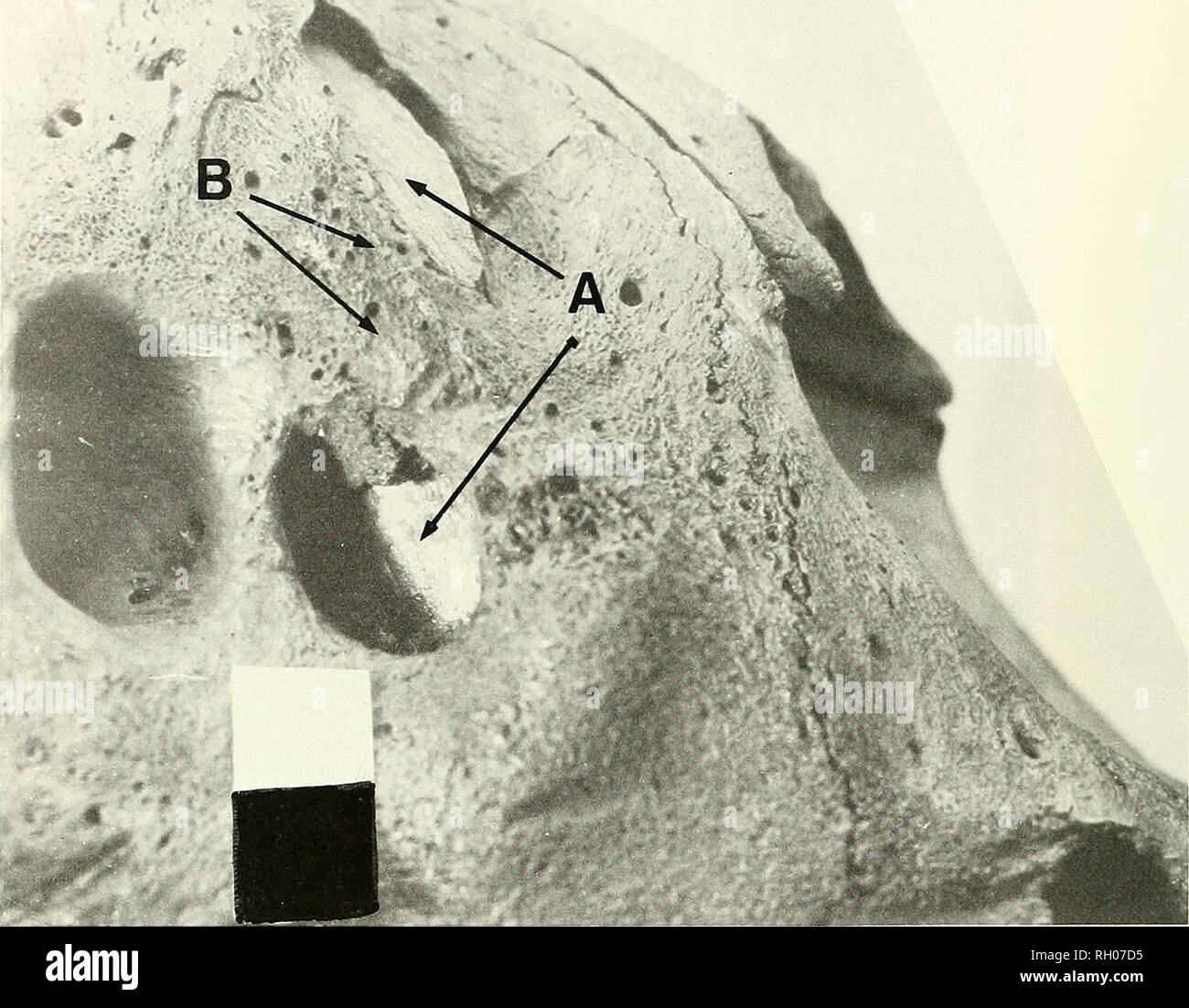 . Bollettino. Scienza e storia naturale; storia naturale. 90 sud della Accademia delle Scienze della California. Fig. 4. Smilodon mascellare destro. Frecce "A" punto per i resti della radice canina che sono rimasti dopo avulsione di frattura. Le radici vengono visualizzati attraverso la cloaca allargata. La porzione superiore della mascella ha subito atrofia nonché la degenerazione da osteite, frecce "B" LACMHC 2001-417. Bar = 2 cm.. Si prega di notare che queste immagini vengono estratte dalla pagina sottoposta a scansione di immagini che possono essere state migliorate digitalmente per la leggibilità - Colorazione e aspetto di queste illustrazioni potrebbero non perfe Foto Stock
