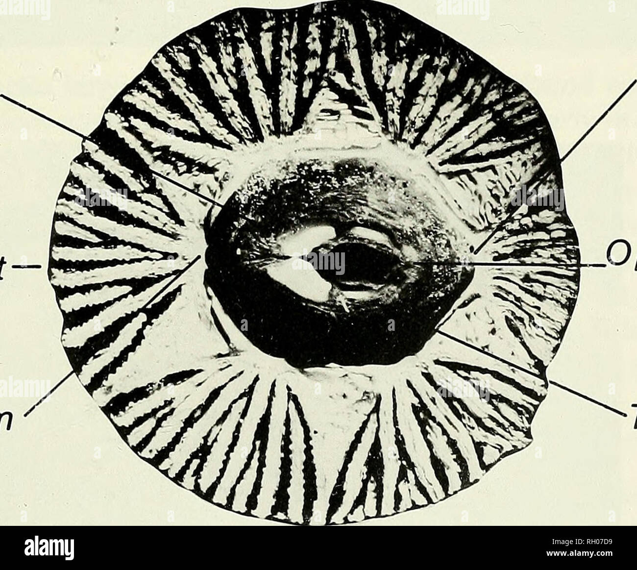 . Bollettino. Scienza e storia naturale; storia naturale. Scutum parapetto- rostro. Carina ^opercolo Tergum Fig. 1. a: un cluster di matura cirripedi, Cryptolepas rhachianecti, dal rostro di una balena grigia (Tabella 1, WFS-1035). Gli apici del punto scutae nella direzione generale di massima di flusso dell'acqua al di sopra del barnacle. I cirri del barnacle in alto a destra sono estesi attraverso l'opercolo aperto. Il cyamids identificabili sono Cyamus scammoni. b: Cryptolepas rhachianecti, che illustra i principali anatom- ical funzioni.. Si prega di notare che queste immagini vengono estratte dalla pagina sottoposta a scansione le immagini che potrebbero Foto Stock