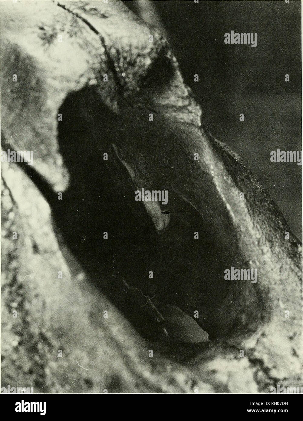 . Bollettino. Scienza e storia naturale; storia naturale. Canino avulsione di frattura 89. Fig. 3. La freccia è rivolta verso un sinistro fratturato radice saber spostato nella cavità nasale come una conseguenza di un avulsione frattura della corona e la parte di radice. Tale spostamento indica molto potente sollecitazione rotazionale sul dente. 2001-192 LACMHC. prede animali. La prova è in forma di quelle cicatrici che si verificano dopo la lesione ossea. Le lesioni ossee sono state esaminate nel cranio e torace di Smilodon. Una penetrazione del pregiudizio al cranio è già stato descritto (Miller 1980; Sher- mis, in press) e consiste di un w Foto Stock