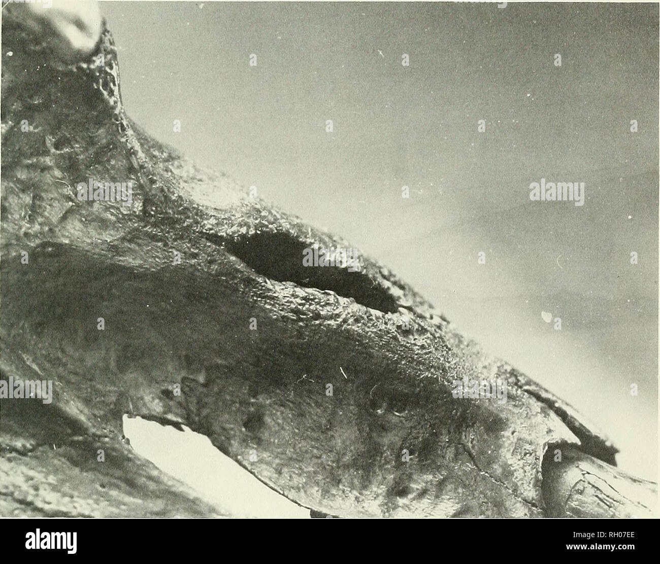 . Bollettino. Scienza e storia naturale; storia naturale. Canino avulsione di frattura 87. Fig. 1. Un brevetto presa alveolare indicando un sabre antemortem persa. Circostante tessuto alveolare mostra evidente riassorbimento osseo mentre i margini sono ristretti e rimaneggiata. 2001-154 LACMHC. cloacae. Questi sono condotti scavati attraverso l'osso corticale dal pus per il rilascio di pus che si è formata. Che queste caratteristiche sono infatti cloacae anziché pitwear focale è confermata dal in modo regolare i margini arrotondati, la diretta conseguen- quence dell'azione osteolitiche di pus. In tre delle sette artificiale del cranio, vicino a riassorbimento totale Foto Stock