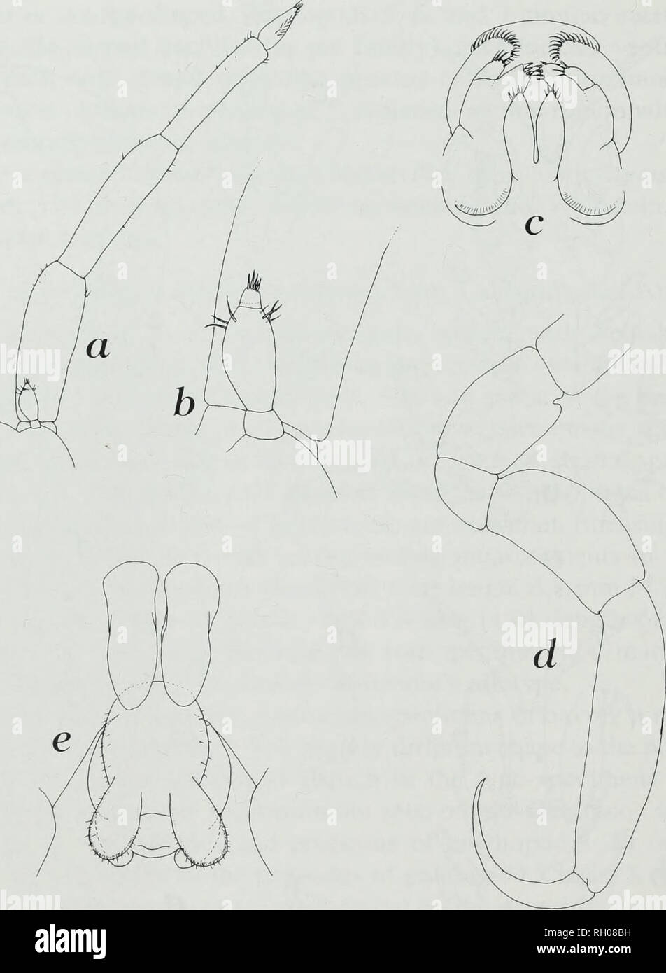 . Bollettino. La scienza. 34 sud della Accademia delle Scienze della California. Fig. 2. Isocyamus kogiae Sedlak-Weinstein, 1992a, da pigmeo di capodoglio (Kogia breviceps) bloccati a San Diego, California, una prima e seconda antenna, b, in prossimità della seconda antenna mostra indistinto sutura sulla base del più distale articolo, c, intero mouthfield, vista ventrale, d, Pereiopod 7. e, regione addominale e genitali maschili, vista ventrale. Questa condizione non si verifica nella raccolta di 9 femmine e 5 maschi di /. kogiae dall'Australia. Basati sulla nota variabilità di alcune caratteristiche cyamid (es. Raga 1988), e a causa di Foto Stock