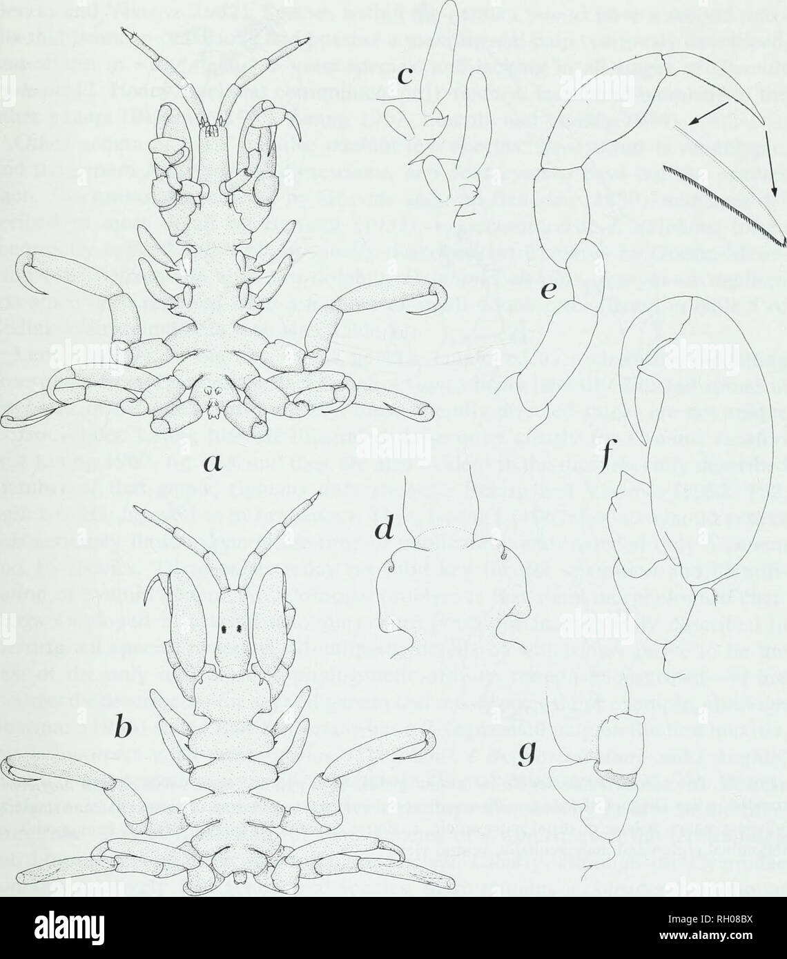 . Bollettino. La scienza. Il primo record di ISOCYAMUS KOGIAE dal Pacifico orientale 33. Fig. 1. Isocyamus kogiae Sedlak-Weinstein, 1992a, da pigmeo di capodoglio (Kogia breviceps) bloccati a San Diego, California, un animale intero, vista ventrale, b stesso, vista dorsale, c, primario e accessorio branchie e ventralmente processi sporgenti dei somiti 3 e 4. Nota ventrolateral processo di somite 3 diretto più lateralmente rispetto a quella del somite 4. d. Vista dorsale del somite 2. Nota epaulet- come infoldings della cuticola a margini anterodorsal, e primo gnathopod con punta di dactylus ingrandito in basso a destra mostra com Foto Stock