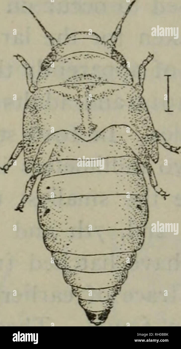 . Bollettino. L'agricoltura. Storie di vita di FROGHOPPERS del Maine. 283 ment nero. Le antenne e gli occhi, la punta del becco e tarso nerastro. Espansione ventrale del pleurites dando un ampio canale essere- neath, restringimento a punta dove essi formano la foglia come piastre utilizzate nel racchiudere aria per formare le bolle. (Vedere fig. 41 e.) Alder Spittle insetto. {Clastoptera obtiisa dire.) Questa specie comuni abbondanti su gran parte del nord degli Stati Uniti è stato noto per un lungo periodo e mentre descritto ed accreditato di Alder si trova su una varietà di piante per la maggior parte degli arbusti. Notevole confusione è avvenuta Foto Stock