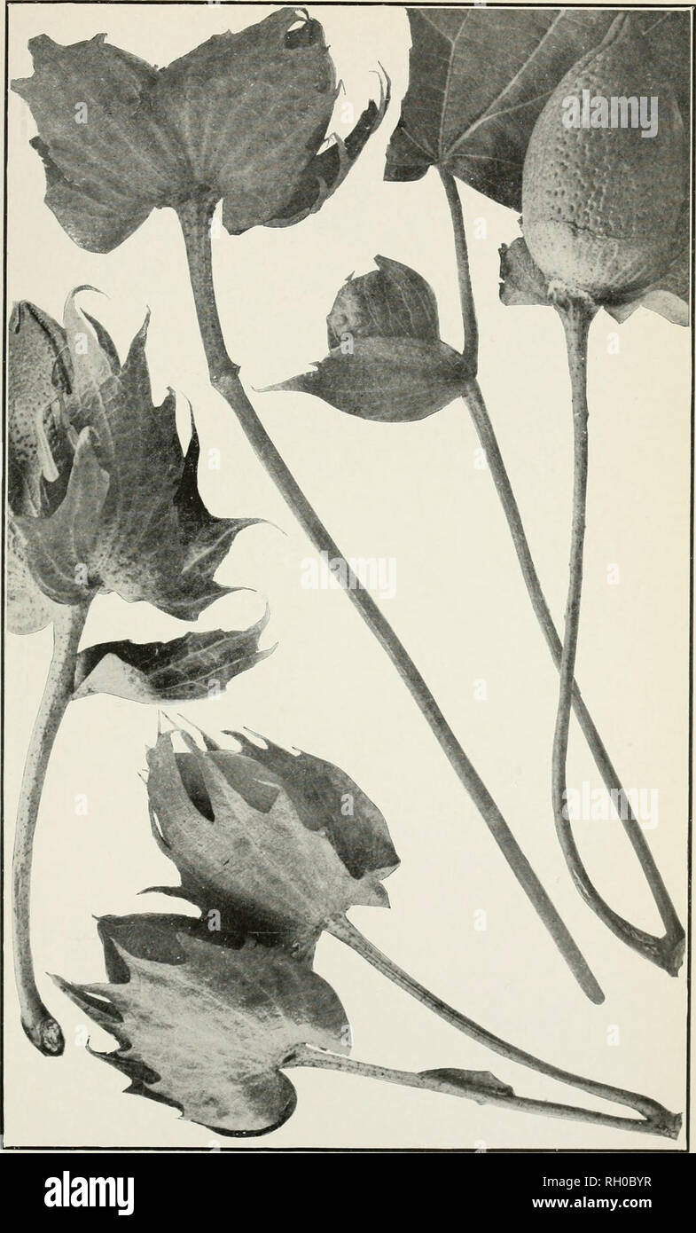 . Bollettino. L'agricoltura. Bui. 1 98, Bureau dell'impiantistica industriale, U. S. Dipartimento di Agricoltura. Piastra II.. Bolls prodotte su brevi rami ascellare di cotone egiziano. [Xiitural dimensioni.]. Si prega di notare che queste immagini vengono estratte dalla pagina sottoposta a scansione di immagini che possono essere state migliorate digitalmente per la leggibilità - Colorazione e aspetto di queste illustrazioni potrebbero non perfettamente assomigliano al lavoro originale. Stati Uniti. Ufficio di presidenza di impianti industriali. Washington : G. P. O. Foto Stock