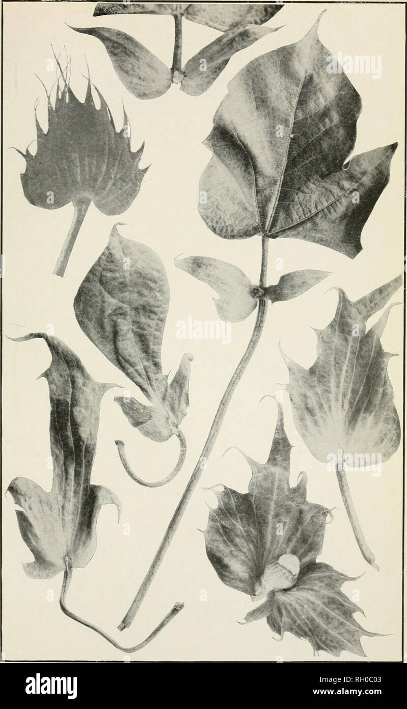 . Bollettino. L'agricoltura. Bui. 198, Ufficio di presidenza di impiantistica industriale, U. S. Dept, dell'agricoltura. Piastra I.. Rami anormale e Involucres di cotone egiziano. [Dimensione naturale.]. Si prega di notare che queste immagini vengono estratte dalla pagina sottoposta a scansione di immagini che possono essere state migliorate digitalmente per la leggibilità - Colorazione e aspetto di queste illustrazioni potrebbero non perfettamente assomigliano al lavoro originale. Stati Uniti. Ufficio di presidenza di impianti industriali. Washington : G. P. O. Foto Stock