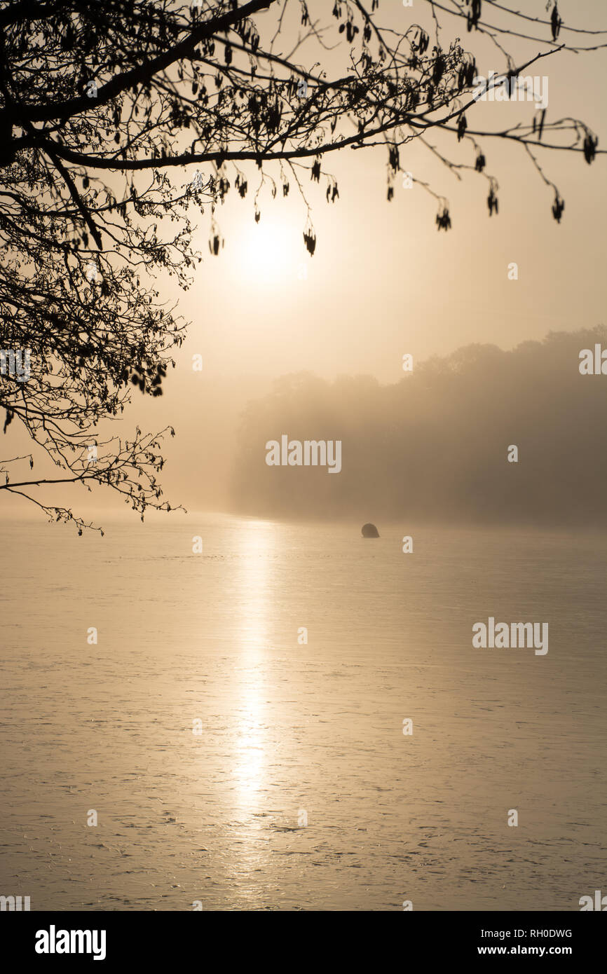 Frensham grande stagno, Surrey, Regno Unito. Il 31 gennaio, 2019. Regno Unito: Meteo seguendo la notte più freddi dell'inverno così lontano, questa mattina è iniziato con il congelamento di nebbia. Il sole splendeva ben presto attraverso la produzione di belle scene invernale. Foto Stock