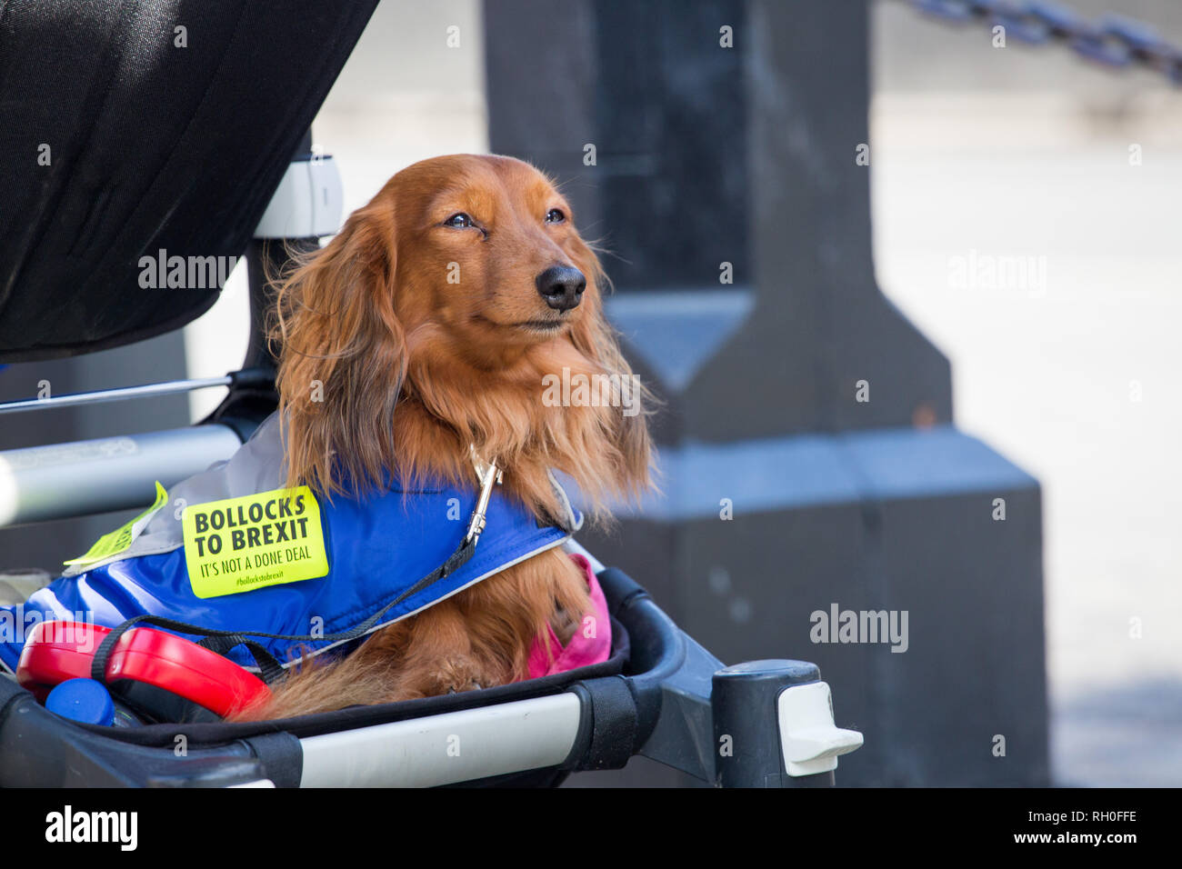 Londra, Regno Unito. 31 gennaio, 2019. Pro rimangono manifestanti dimostrare al di fuori della sede del Parlamento. Credito: George Wright Cracknell/Alamy Live News Foto Stock