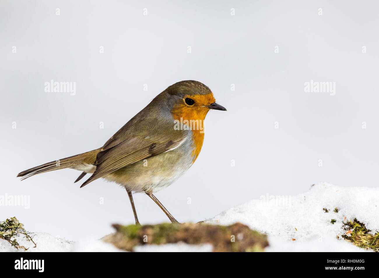 Blaenpennal, Aberystwyth, Wales, Regno Unito. Il 31 gennaio 2019. Un robin è rovistando in corrispondenza di una delle mie aree di alimentazione nella fresca nevicata nel Galles centrale. Credito: Phil Jones/Alamy Live News Foto Stock