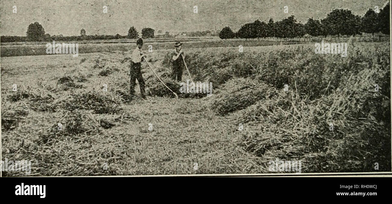 . Bollettino. L'agricoltura. 20 pratica agricola con colture foraggere IN OREGON, ecc su swath appena tagliato e lo trattiene in modo che il pattino della barra falce scivola oltre con poco o nessun intasamento. In questo modo la striscia su cui le ruote del tosaerba sono in esecuzione viene tagliato in due di nuovo e un altro pulire la striscia è anche tagliare allo stesso tempo. Il taglio di ogni striscia in due volte due rende la manipolazione del fieno molto più facile. Dopo il taglio del fieno può essere indurito e manipolati nel consueto w^ay. La coltura da seme. È molto difficile separare i semi di grano o di segala di veccia semi, mentre quelli di avena e veccia può essere Foto Stock
