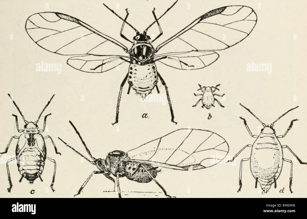 . Bollettino. Agricoltura; Agricoltura -- Arizona. Pesti di insetto di interesse per i coltivatori di cotone 197 importanza come una peste di cotone sul conto dell'efficacia dei suoi nemici naturali, particolarmente un nero wasp-come parassita. Ci sono due forme di adulto, alato e wingless femmine. I maschi non sono noti. Il corpo di uno dei full cresciuto insetti è circa un quindicesimo di un pollice a lungo. Le ali ripiegate nel caso della forma alata si estendono approssimativamente un altro quindicesimo pollice (DUt.. ^.. -Ob. Maiale. 24-Il cotone aphis. oltre le estremità del corpo. La migrazione o adulti alati si diffondono in cotone Foto Stock