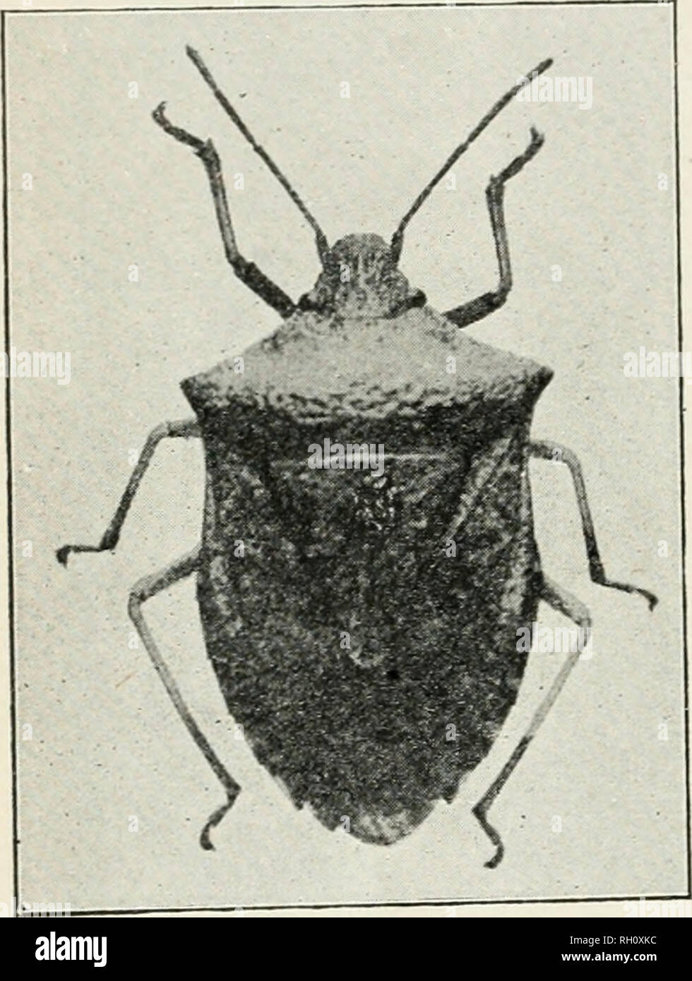 . Bollettino. Agricoltura; Agricoltura -- Arizona. 194 BuLivETiN 87 danni. Gli unici rimedi che possono essere proposti consistono nel formulare osservazioni per determinare dove gli insetti sono l'allevamento e la loro distruzione mediante spruzzatura con carbone o olio da bruciare ogni volta che essi si trovano concentrate in un numero considerevole. Se essi sono apparsi nei campi di cotone il solo rimedio disponibile consiste nella raccolta a mano. Ogni adulto di questa specie è in grado di distruggere da due a cinque centesimi che vale la pena di panno di cotone ed è senza dubbio molto redditizio per raccoglierli a mano quando questo lavoro può essere fatto a Foto Stock