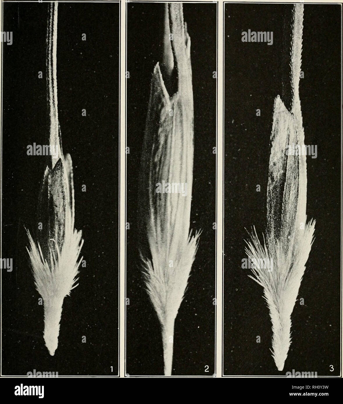 . Bollettino. L'agricoltura. Bui. 180, Ufficio di presidenza di impiantistica industriale, U. S. Dipartimento di Agricoltura. Piastra VIII.. Fig. 1.-Spikelet di Triticum monococcum, mostrando il caratteristico dente secondario di glume. Fig. 2.-Spikelet di triticum dicoccum dicoccoides, mostra- ing il dente secondario, come in T. monococcum. Fig. 3.-Spikelet di Triticum Dicoccum DICOCCOIDES, mostrando l'assenza del dente secondario di glume. (Tutti i ingrandita diametri 4.). Si prega di notare che queste immagini vengono estratte dalla pagina sottoposta a scansione di immagini che possono essere state migliorate digitalmente per la leggibilità - Colorazione e aspetto di questi Foto Stock