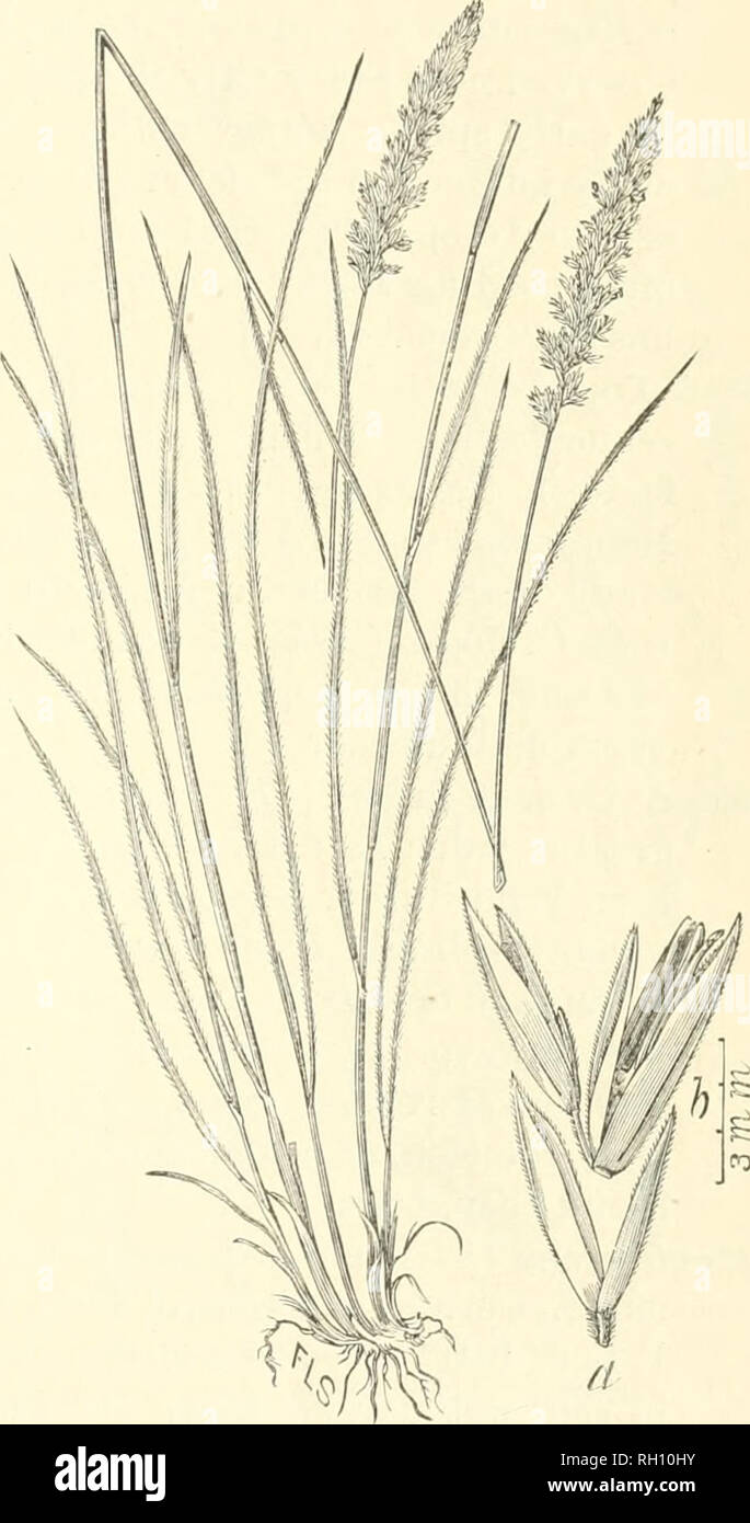 . Bollettino. Gramineae -- Stati Uniti; piante foraggere -- Stati Uniti. 29 Orchard-erba {Dactijlis tjlomcrata L.) (fi-. 8), tliougli ben noto come un prezioso erba, raramente è seminato. Alcuni contadini in questa sezione dello stato sono familiarità con essa. Non è raro lungo i bordi delle strade e in dooryards, dando prova di adattabilità al suolo e clima. Sebbene non sia generalmente coltivata in Nebraska è di frequente circa Omaha, Lincoln, Creta, Hastings, e McCook. In tutti questi i)laces cresce senza irrigazione e il fatto che cresce in modo ben cer- tainly indica adapta- t Foto Stock