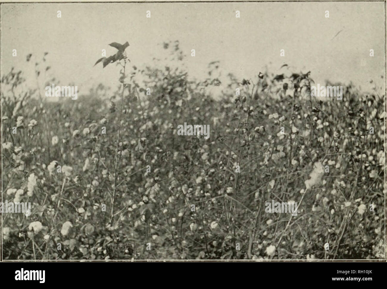 . Bollettino. L'agricoltura. Bui. 62, l' Ufficio di presidenza di impiantistica industriale, U. S. Dipartimento di Agricoltura. Piastra VI.. Fig. 1.-campo di mix di cotone Afifi prima di raccogliere. Si prega di notare che queste immagini vengono estratte dalla pagina sottoposta a scansione di immagini che possono essere state migliorate digitalmente per la leggibilità - Colorazione e aspetto di queste illustrazioni potrebbero non perfettamente assomigliano al lavoro originale. Stati Uniti. Ufficio di presidenza di impianti industriali. Washington : G. P. O. Foto Stock