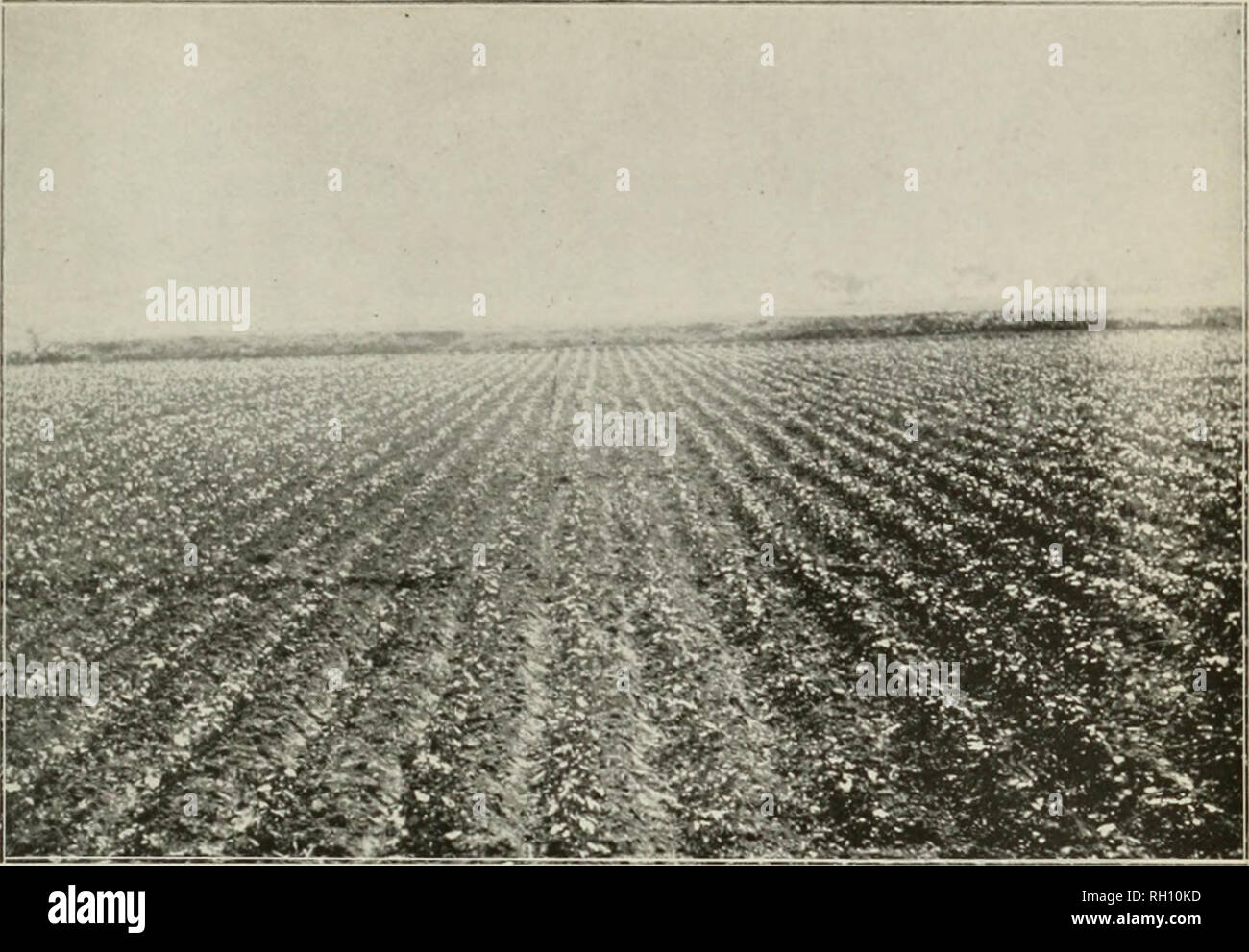. Bollettino. L'agricoltura. Bui. 62, l' Ufficio di presidenza di impiantistica industriale, U. S. Dipartimento di Agricoltura. Piastra V.. Fig. 1.-Campo di cotone mostrato nella piastra IV il 6 maggio.. Si prega di notare che queste immagini vengono estratte dalla pagina sottoposta a scansione di immagini che possono essere state migliorate digitalmente per la leggibilità - Colorazione e aspetto di queste illustrazioni potrebbero non perfettamente assomigliano al lavoro originale. Stati Uniti. Ufficio di presidenza di impianti industriali. Washington : G. P. O. Foto Stock