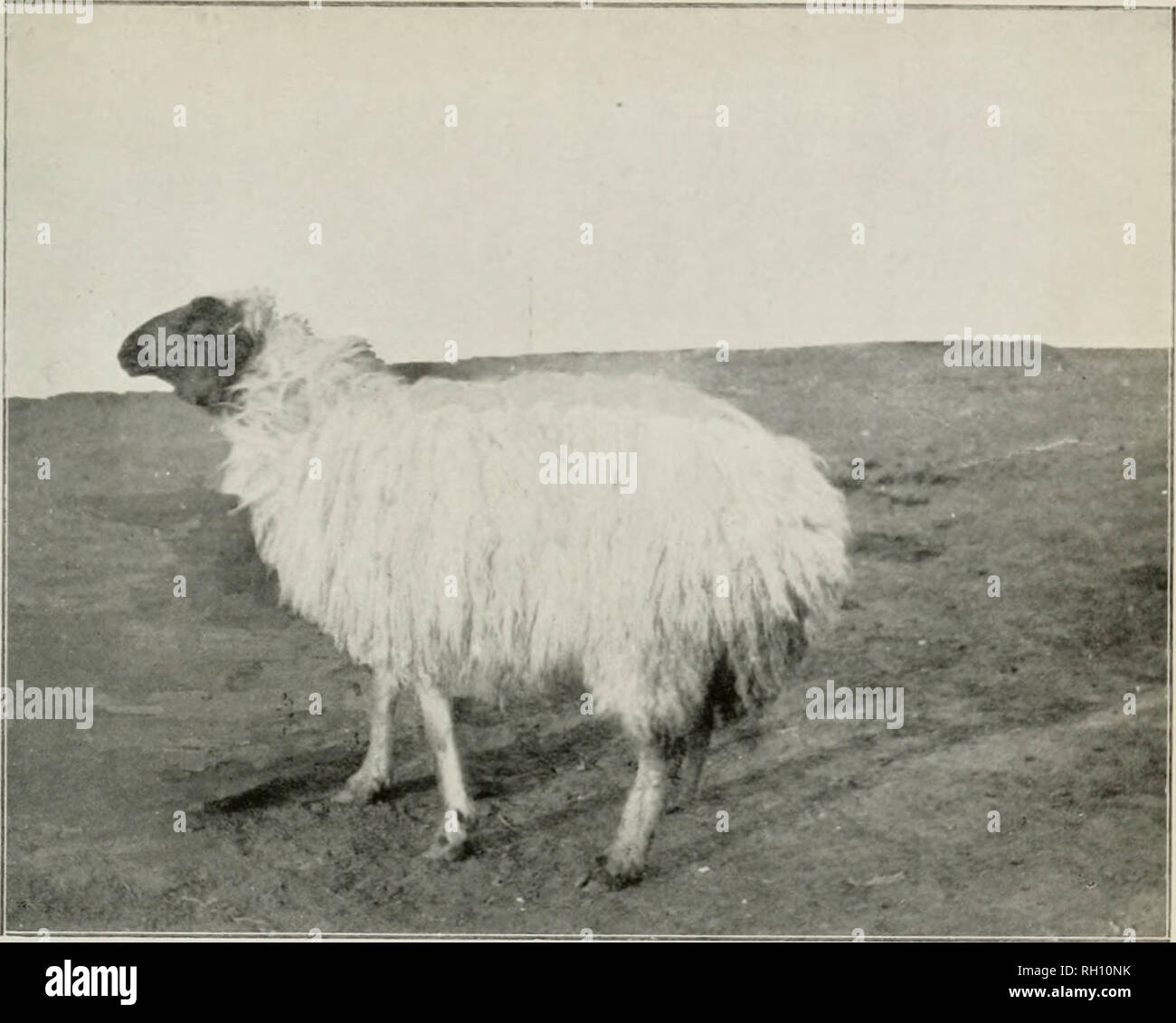 . Bollettino. L'agricoltura. Bui. 62, l' Ufficio di presidenza di impianto Indust^, U. S. Dipartimento di Agricoltura. Piastra III.. Fig. 1.-Un Meraise ovini, il Migliore di Razza egiziana.. Si prega di notare che queste immagini vengono estratte dalla pagina sottoposta a scansione di immagini che possono essere state migliorate digitalmente per la leggibilità - Colorazione e aspetto di queste illustrazioni potrebbero non perfettamente assomigliano al lavoro originale. Stati Uniti. Ufficio di presidenza di impianti industriali. Washington : G. P. O. Foto Stock