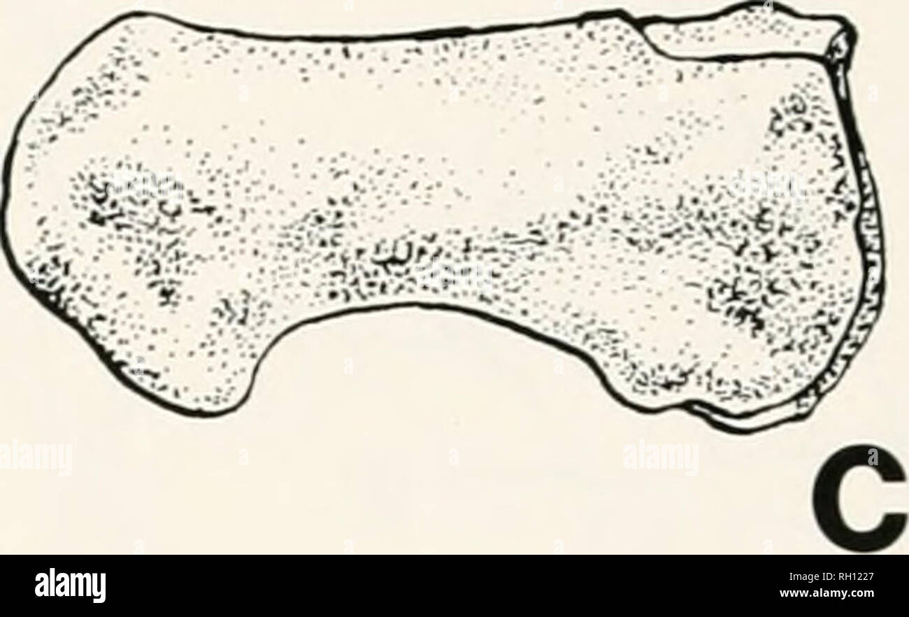 . Bollettino. Storia naturale; Natuurlijke historie. . Si prega di notare che queste immagini vengono estratte dalla pagina sottoposta a scansione di immagini che possono essere state migliorate digitalmente per la leggibilità - Colorazione e aspetto di queste illustrazioni potrebbero non perfettamente assomigliano al lavoro originale. Peabody del Museo di Storia Naturale. New Haven : Il museo Foto Stock