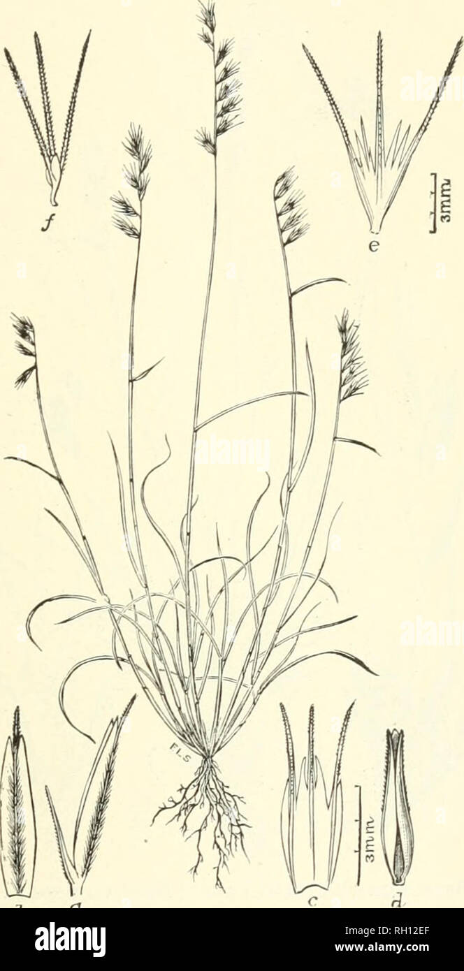 . Bollettino. Gramineae -- Stati Uniti; piante foraggere -- Stati Uniti. 215. 7- ^ Fig. 197. Bouteloua texana S. Wats.; Beal, erbe N. Am., 2 : 426. Seme Mesquite.-Un densamente civspitose, solitamente ulabrous per- ennial 2 a 3 dm. hi^h, con stretti, foglie di piana, e due a dieci brevi, molti picchi awued, approssimativa sulla comune il rachide.- Il terreno asciutto, Texas e il territorio indiano a Arkansas. Marzo, Aprile.. Si prega di notare che queste immagini vengono estratte dalla pagina sottoposta a scansione di immagini che possono essere state migliorate digitalmente per la leggibilità - Colorazione e aspetto di queste illustrazioni possono non assomigliare perfettamente Foto Stock