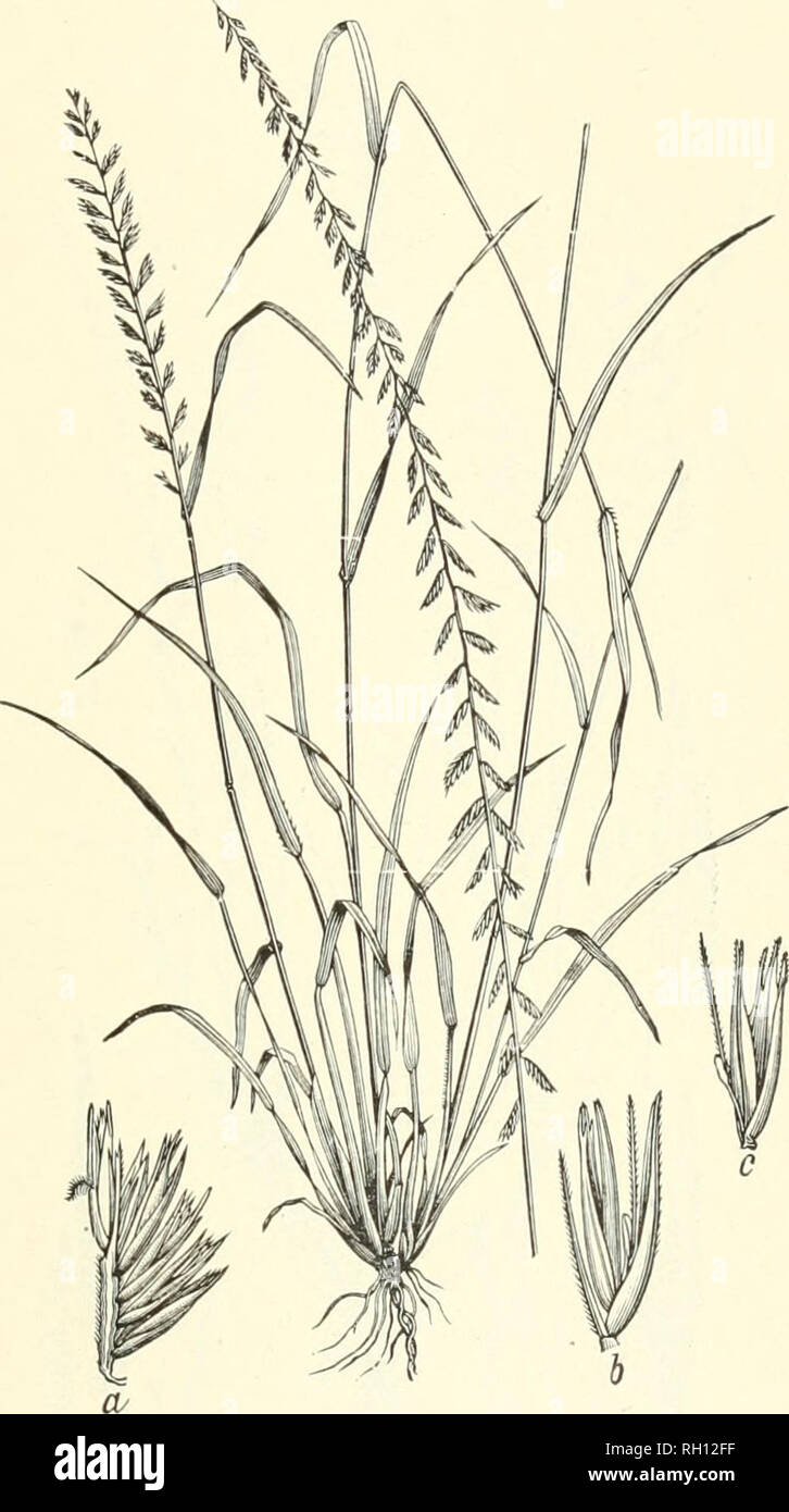. Bollettino. Gramineae -- Stati Uniti; piante foraggere -- Stati Uniti. 213. Fig. 195. Bouteloua curtipendula (Michx.) Torr. (B. racemosa Lag.). Tall Grama o lato di avena.-Un densamente perenne tufted 3 a 9 dm. Alta, con numerosi (da venti a sessanta), di solito diffusione- ing o picchi di riflessi sparsi lungo l'asse comune, formando una lunga, alquanto unilaterale racemo 20 di JO cm. lungo.-secco i campi, colline e praterie, New York e Ontario di nuovo .Jersey, Mississippi e Texas, California, e Manitoba. [Messico e cen- f o lle e Sud America.] HoMay-October.. Si prega di notare che queste immagini vengono estratti Foto Stock