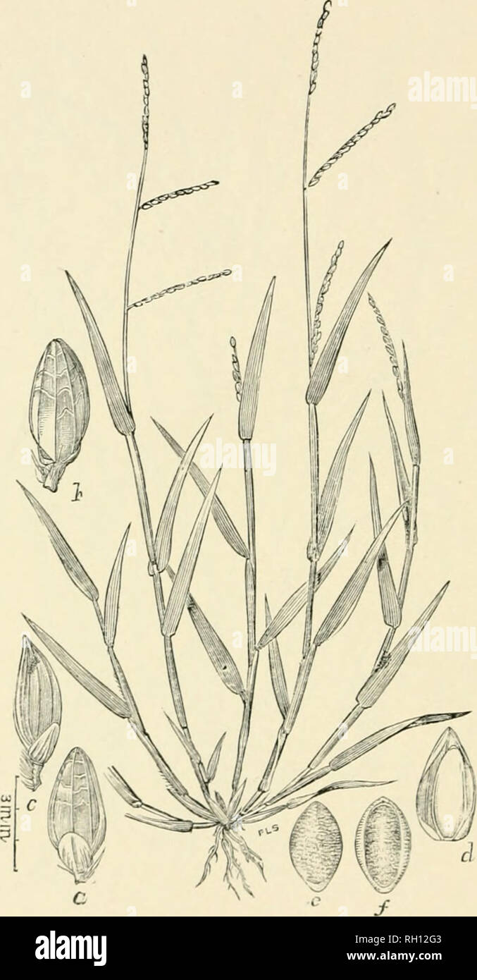. Bollettino. Gramineae -- Stati Uniti; piante foraggere -- Stati Uniti. 44. F III. 310. Panicuin platyphyiluin .Muino, ex Wiij,rlit in >;iuv. Fl. Cub. 197, senza (IT-descrizione; V;isey in contrib. U. S. Natl. Herb., 3:27. Fi.A-lkafkd Panic-gkas.s.-un-iiiuch branclied, ascemlint^, leafv ixTennial, radicamento presso le articolazioni inferiori; Howi-ring (steli H a 5 dm. liif;h. Spiivclcts (", h, c) generalmente di forma ovale, oblunga, ottuso, iii)fuori 1 mm. lonu, aiianu^ed ui snello, spike-come racemi, wliicli arc ap)&GT;roximato vicino al :ii)ox del culm o it&GT; rami.- basso i^roiiuds, Texas. [Cuba.] .Giugno, .Luglio. Foto Stock