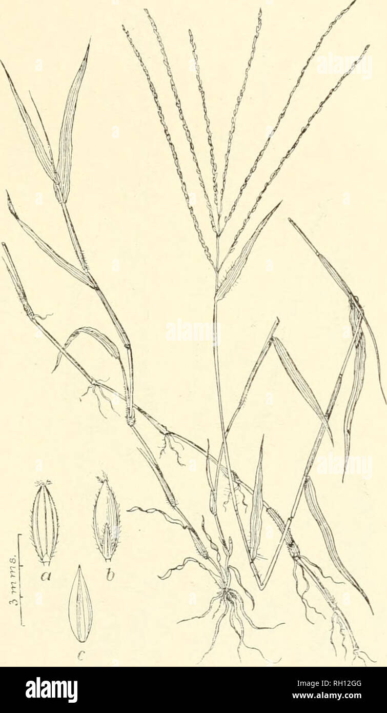 . Bollettino. Gramineae -- Stati Uniti; piante foraggere -- Stati Uniti. 43. Fig 33io". Panicum sanguinale Linn. Sp. PI. 84. 1753. (/&Gt;"|/i- taria smujuinalh Seop.; Syuiheri^ma pra-COX Walt.) Ckau-erba. Un ,u,.ch-ramificato e frondoso annuale, ux.re o meno (lecunibent e radice-., .t tbe nodi inferiore. Steli 3 a 9 o 11' dm. lungo, i nodi di un.l guaine nsnally hairy. Spikelets 2J. a 3 mm. polmone, m o digitate subiascicnlate racemi, che sono da 5 a 18 cm. lungo.-un erbaccia m cnltivated lields e prati. [Più caldo nelle regioni temperate di botn emisferi.] .luui-Settembre.. Si prega di notare che queste immagini sono extra Foto Stock