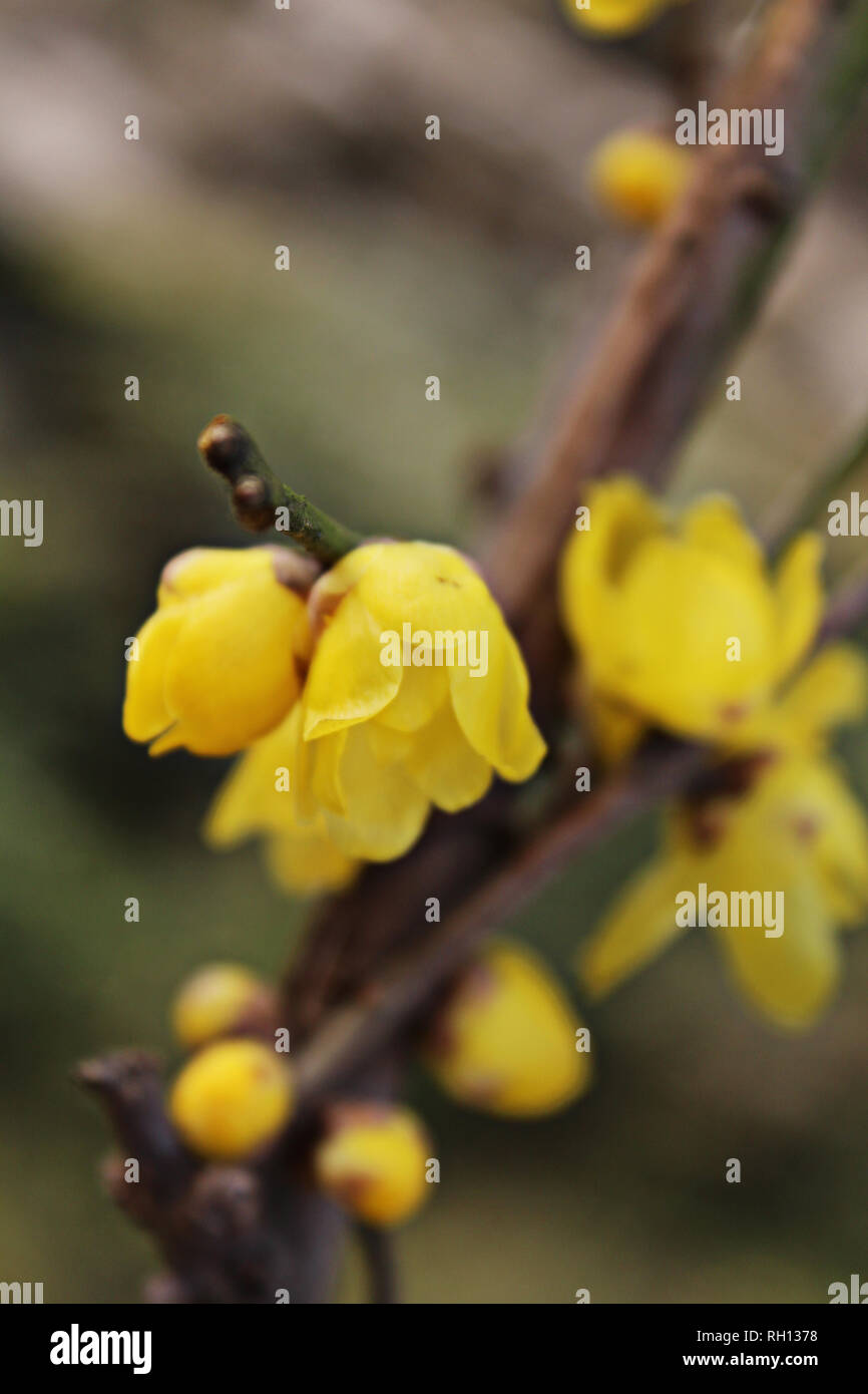 Close-up di Chimonanthus praecox Foto Stock