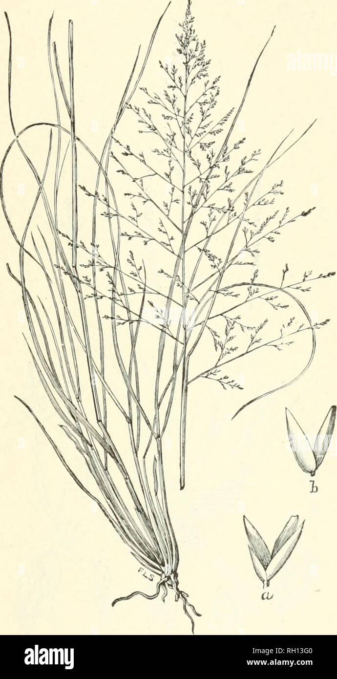 . Bollettino. Gramineae -- Stati Uniti; piante foraggere -- Stati Uniti. 145. FiCx. 127. Sporobolus airoides Torr. Fine-top di sale-erba.- Una stout, grossolano e perenne rigida da 3 a 9 dm. Alta, con lunghi, nar- fila di foglie e di aprire, spandimento di orecchie di molti piccoli spikelets.- umido o secco, di solito una soluzione salina o terreno alcalino in deserti, praterie, lungo i corsi dei torrenti, nei prati, ecc., in Nebraska e Kansas di Idaho, Caliiornia, Texas e Arizona. [Messico e Bassa California.] Luglio-settembre. 18337-No. 7 10. Si prega di notare che queste immagini vengono estratte dalla pagina sottoposta a scansione di immagini che possono essere state enha digitalmente Foto Stock