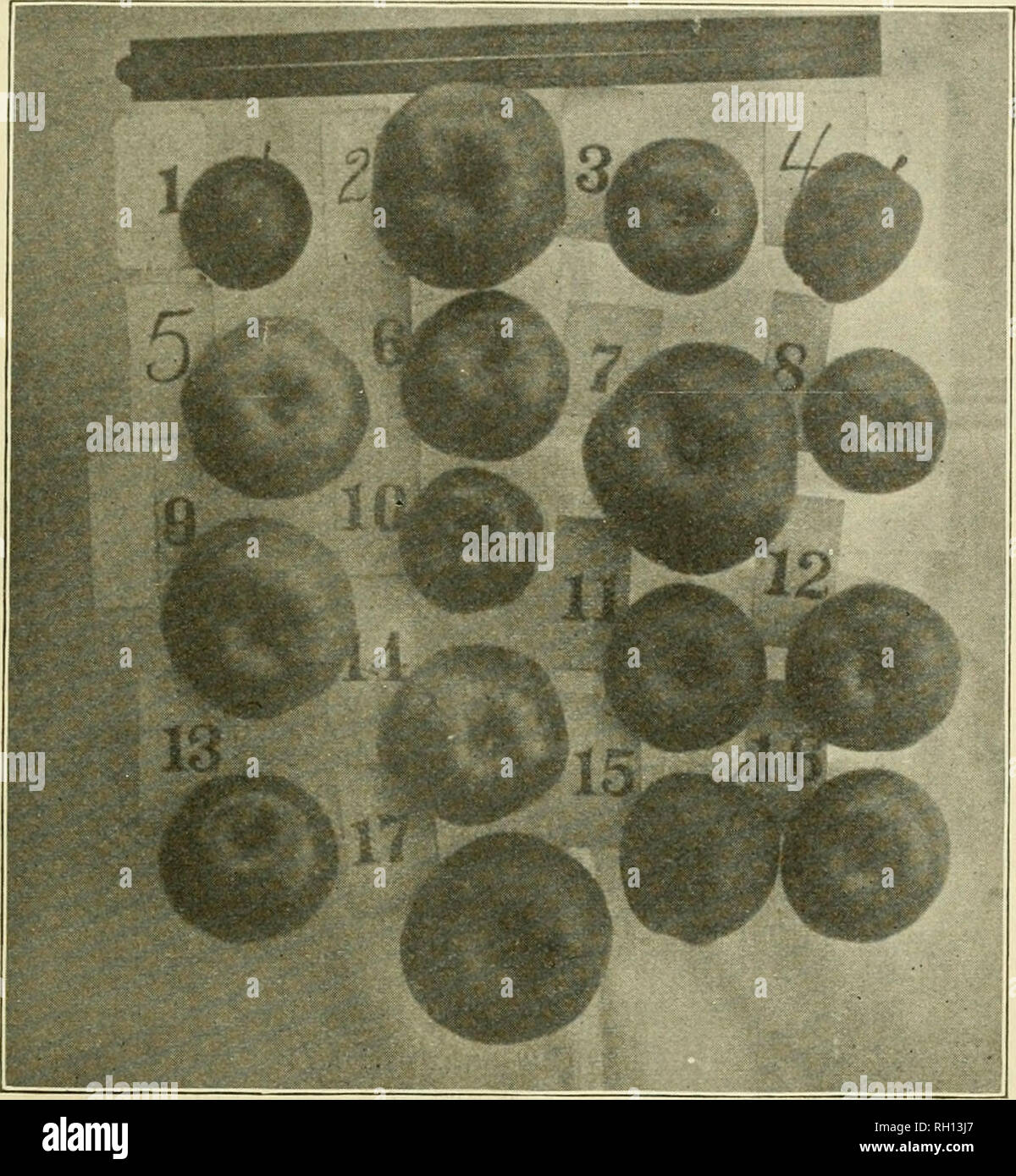 . Bollettino. Agricoltura -- New Hampshire. 1 i primi Fragola, 2 cadono Pippin, 3 Fameuse, 4 rosso GilJiflower, 5 Holland Pip]Din, Fig. 4.-Le mele da Meredith. 6 Jewett Rosso di (Nod- 12 cercano-no-inoltre 7 RE, [head), 13 Stark, 8 Lady Sweeting, 14 venti oncia, 9 Northern Spy, 15 giallo, la campanula 10 Peck piacevole, 16 Bethel dolce, U Roxbury Russet, 17 N. Y. dolce Russet.. Si prega di notare che queste immagini vengono estratte dalla pagina sottoposta a scansione di immagini che possono essere state migliorate digitalmente per la leggibilità - Colorazione e aspetto di queste illustrazioni potrebbero non perfettamente assomigliano al lavoro originale. Nuovo H Foto Stock