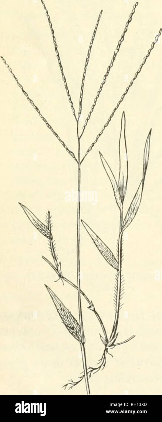 . Bollettino. Gramineae -- Stati Uniti; piante foraggere -- Stati Uniti. 55 sud Europa e Australia. Esso si trova anche lungo le coste del Sud- ern Stati che si affacciano sul golfo, che si estende a ovest verso il Messico. Essa non ha alcun agri- valore culturale, ma è una sabbia naturale legante. Sulla spiaggia sabbiosa di isole situate fuori della costa del Golfo che cresce abbondantemente al al di fuori delle dune, proteggendo tlieni dall'azione dei venti e delle onde. No. 171. Panicum sanguinale Linn. Crab-erba. (Fig. 65.) Un ben noto, annuale comune in quasi tutte le parti degli Stati Uniti, crescendo in campi coltivati e circa dwe Foto Stock