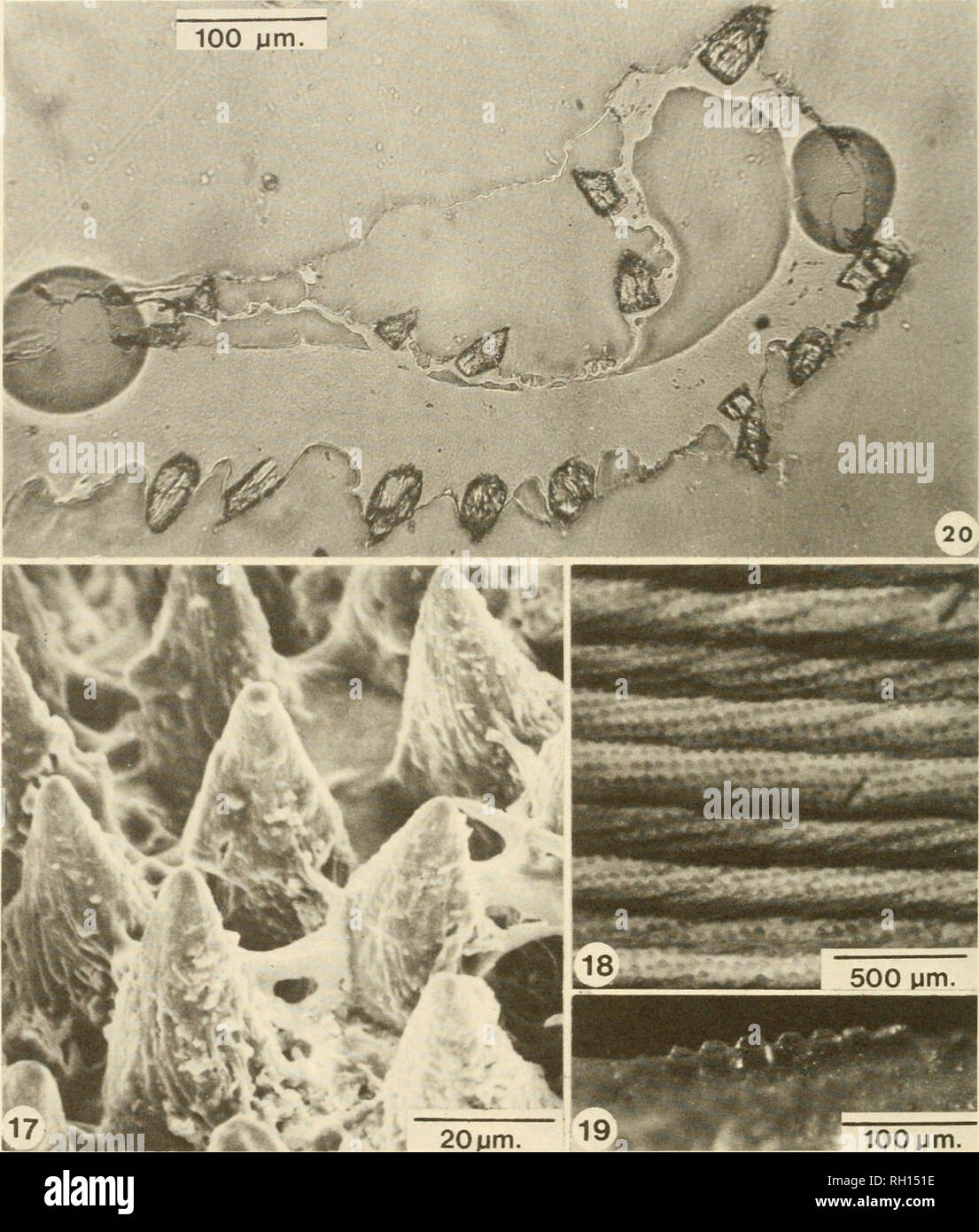 . Bollettino. Storia naturale; Natuurlijke historie. 32 PEABODY MUSEUM BULLETIN 41. Fig. 17. La superficie della sezione posteriore periostracum in Spengleria rostrata; scanning electron microfotografia. Struttura astiforme sulla destra è una spugna spicule. Fig. 18. Suggerimenti abraso di aragonitic periostracal punte sui lati dello scafo nella parte anteriore della Spengleria rostrata. Nota l'allineamento delle punte in righe oblique rispetto alla maggiore shell comarginal creste. Fig. 19. Aragonitic periostracal picchi sull'anteroventral margine shell oi Spengleria rostrata. Nota l'abrasione apicale. Fig. 20. Acetato di pelatura a radi Foto Stock