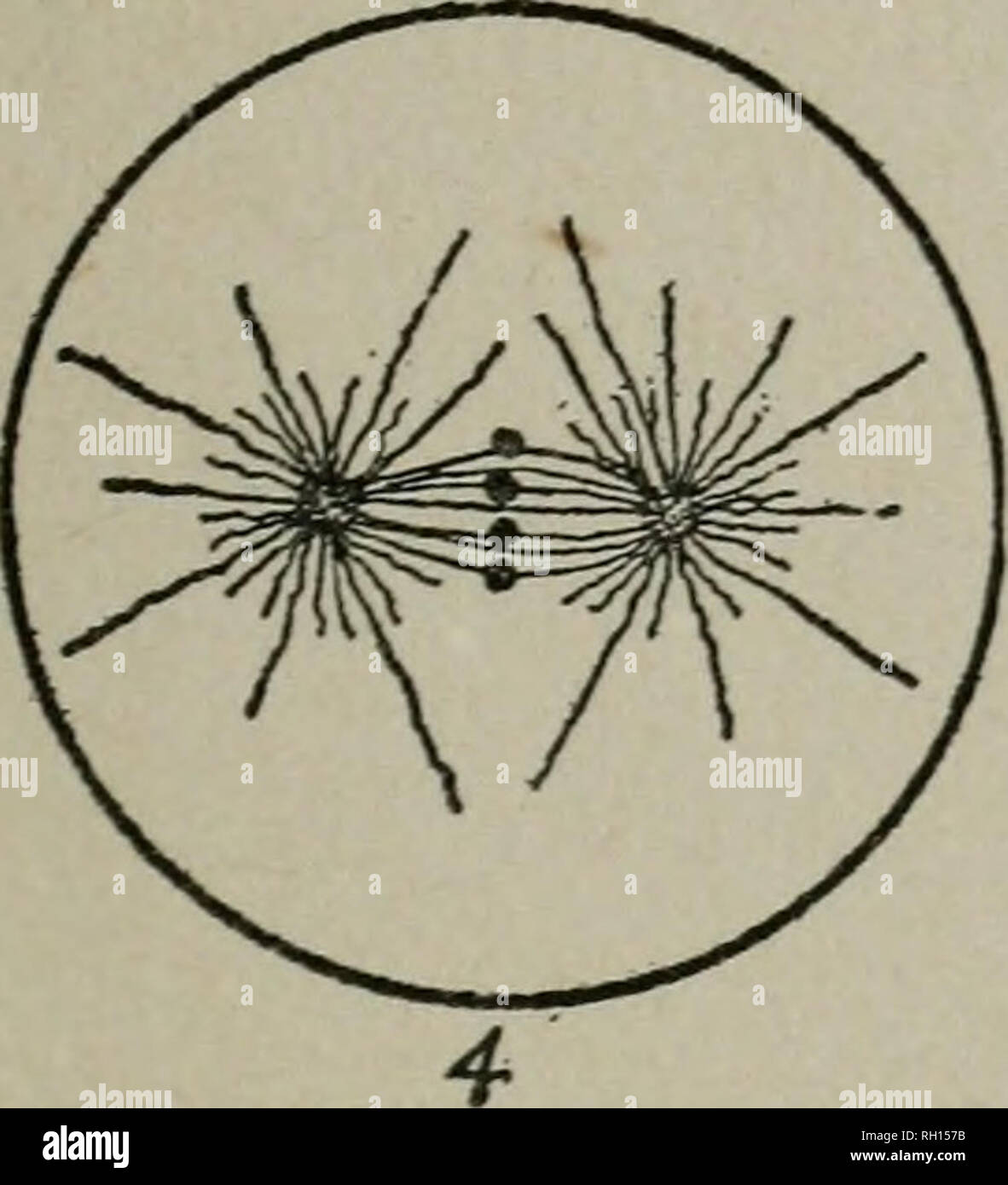 . Bollettino. Geologia -- Connecticut; Animali -- Connecticut; piante -- Connecticut. . Si prega di notare che queste immagini vengono estratte dalla pagina sottoposta a scansione di immagini che possono essere state migliorate digitalmente per la leggibilità - Colorazione e aspetto di queste illustrazioni potrebbero non perfettamente assomigliano al lavoro originale. Membro geologiche e di Storia Naturale Sondaggio del Connecticut. [Hartford] : il sondaggio Foto Stock