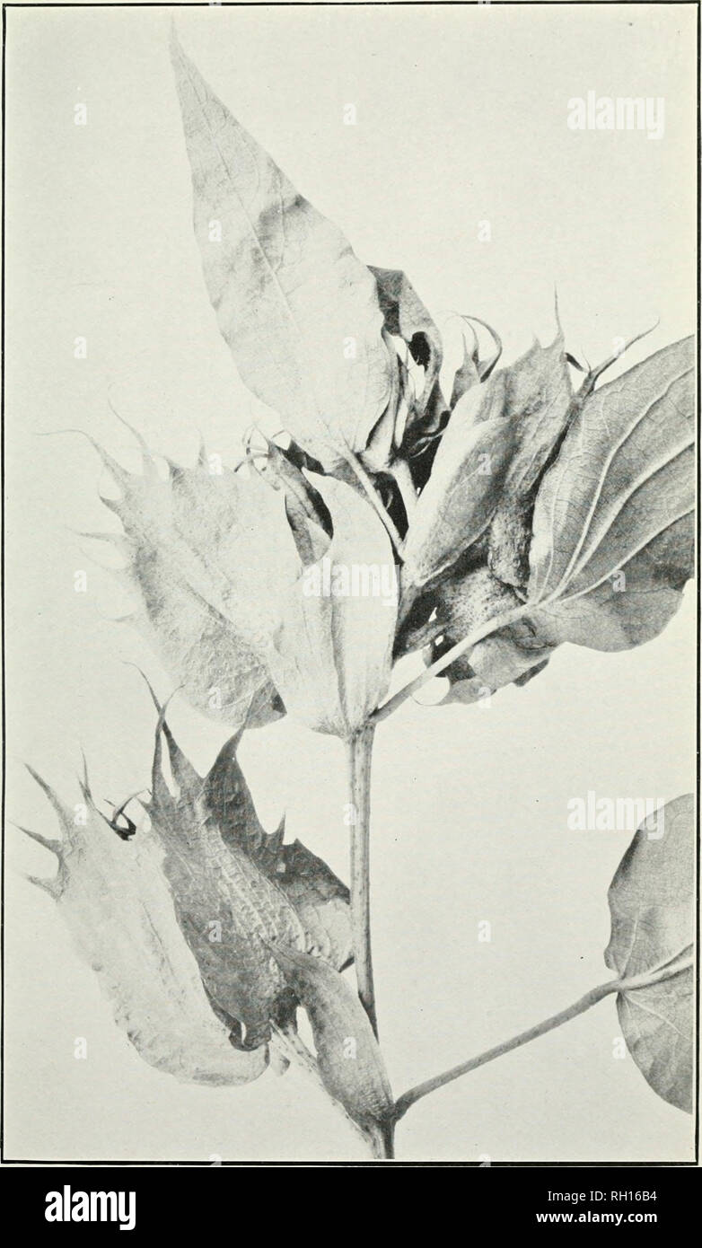 . Bollettino. L'agricoltura. Bui. 221, Ufficio di presidenza di impiantistica industriale, U. S. Dipartimento di Agricoltura. Piastra IV.. Fine del ramo fruttifero di cotone egiziano con anormalmente Stipules ingrandita e ridotta lame di balestra, senza lobi laterali. (Dimensione naturale.). Si prega di notare che queste immagini vengono estratte dalla pagina sottoposta a scansione di immagini che possono essere state migliorate digitalmente per la leggibilità - Colorazione e aspetto di queste illustrazioni potrebbero non perfettamente assomigliano al lavoro originale. Stati Uniti. Ufficio di presidenza di impianti industriali. Washington : G. P. O. Foto Stock