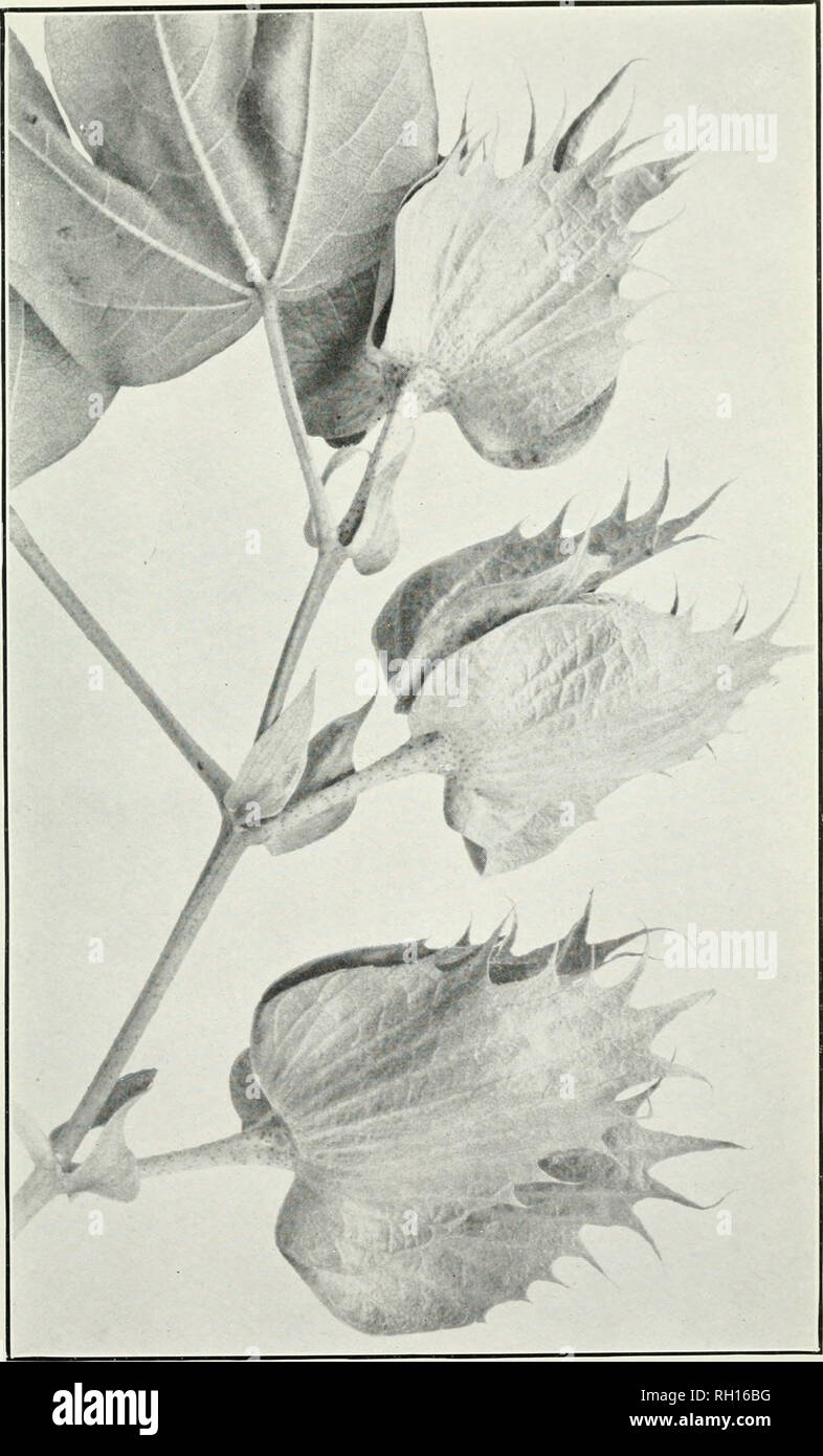 . Bollettino. L'agricoltura. Bui. 22 1, Bursnu nf Pl.int Industria, U, S. Dept, dell'agricoltura. Piastra III.. Fine del ramo fruttifero di cotone egiziano con foglie di normale, Stipules E INVOLUCRAL BRAGTS. (Dimensione naturale.). Si prega di notare che queste immagini vengono estratte dalla pagina sottoposta a scansione di immagini che possono essere state migliorate digitalmente per la leggibilità - Colorazione e aspetto di queste illustrazioni potrebbero non perfettamente assomigliano al lavoro originale. Stati Uniti. Ufficio di presidenza di impianti industriali. Washington : G. P. O. Foto Stock