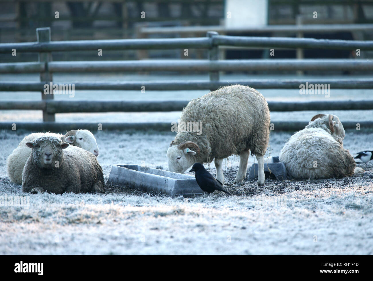 Capre e pecore nel gelido Mudchute Farm su l'Isle of Dogs questa mattina, dopo il Regno Unito aveva la sua notte più freddi dell'inverno così lontano come il freddo snap continua a causare condizioni di gelo in tutto il paese. Foto Stock