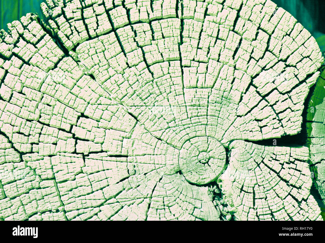 Il legno vecchio texture con modelli naturali. Sezione trasversale del vecchio albero. Abstract sullo sfondo di un vecchio muro di legno con una texture brillanti. La vernice Foto Stock Il legno vecchio texture con modelli naturali. Sezione trasversale del vecchio albero. Abstract sullo sfondo di un vecchio muro di legno con una texture brillanti. La vernice Foto Stock