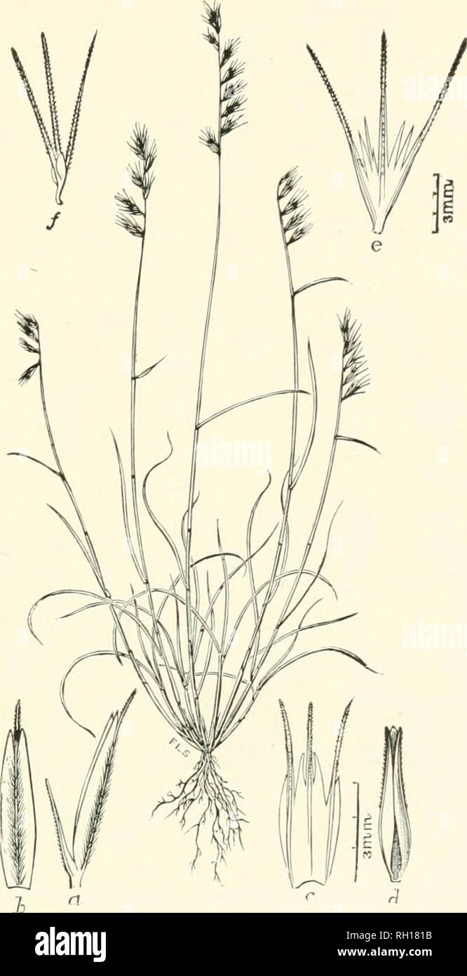 . Bollettino. Gramineae -- Stati Uniti; piante foraggere -- Stati Uniti. 215. Fig. 197. Bouteloiia texana S. Wats.; Beal, erbe N. Am.. 2 : 426. Texan Grama.-Un densamente ca^spitose, solitamente glabrous per- ennial 2 a 3 dm. liigli, con stretti. Hat foglie, e da due a dieci brevi, molti picchi awued, approssimativa sulla comune il rachide.- Il terreno asciutto, Texas e il territorio indiano a Arkausas. Marzo, Aprile.. Si prega di notare che queste immagini vengono estratte dalla pagina sottoposta a scansione di immagini che possono essere state migliorate digitalmente per la leggibilità - Colorazione e aspetto di queste illustrazioni potrebbero non perfettamente assomigliano al Foto Stock