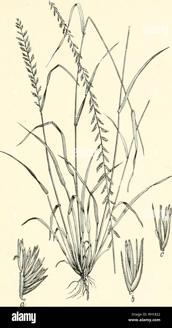. Bollettino. Gramineae -- Stati Uniti; piante foraggere -- Stati Uniti. 213. Fig. 195. Bouteloua curtipendula (Michx.) Ton. (B. raceviosa Lag.). Tall Grama o lato di avena.-Un densamente perenne tufted 3 a 9 dm. higli, con numerosi (da venti a sessanta), di solito diffusione- ing o riflessi siiikes seattend lungo l'asse comune, formando una lunga, alquanto unilaterale racemo 20 a cm. 40.-secco i campi, colline e praterie, New York e Ontario di New Jersey, Mississippi e Texas, California, e Manitoba. [Messico e cen- f o lle e Sud America.] maggio-ottobre.. Si prega di notare che queste immagini vengono estratti Foto Stock
