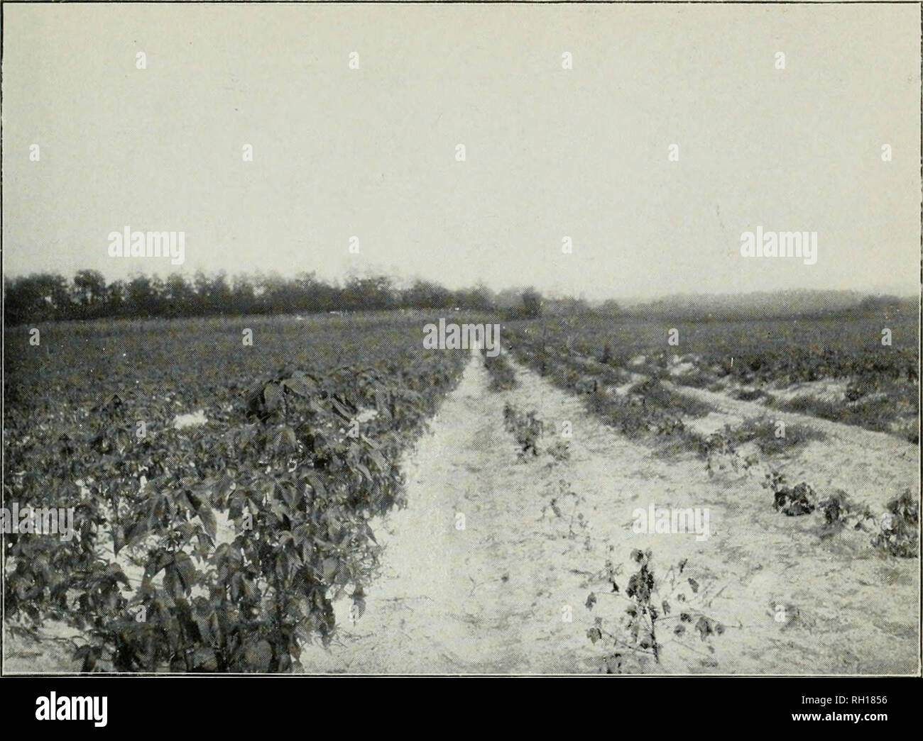 . Bollettino. Le malattie delle piante -- Stati Uniti. Bui, 57, Div. La Veg. Phys. &Amp; Percorso., U 5, Dept, dell'agricoltura. Piastra II. Fig. 1.âJannovitch, un cotone egiziano, sulla sinistra; re, un altopiano di cotone, sulla destra che mostra resistenza comparativi per la Wilt malattia. BP';. ^ ' â . f&GT; *Â" * â¢â â ". Si prega di notare che queste immagini vengono estratte dalla pagina sottoposta a scansione di immagini che possono essere state migliorate digitalmente per la leggibilità - Colorazione e aspetto di queste illustrazioni potrebbero non perfettamente assomigliano al lavoro originale. Stati Uniti. Divisione di fisiologia vegetale e patologia. Washington : G Foto Stock