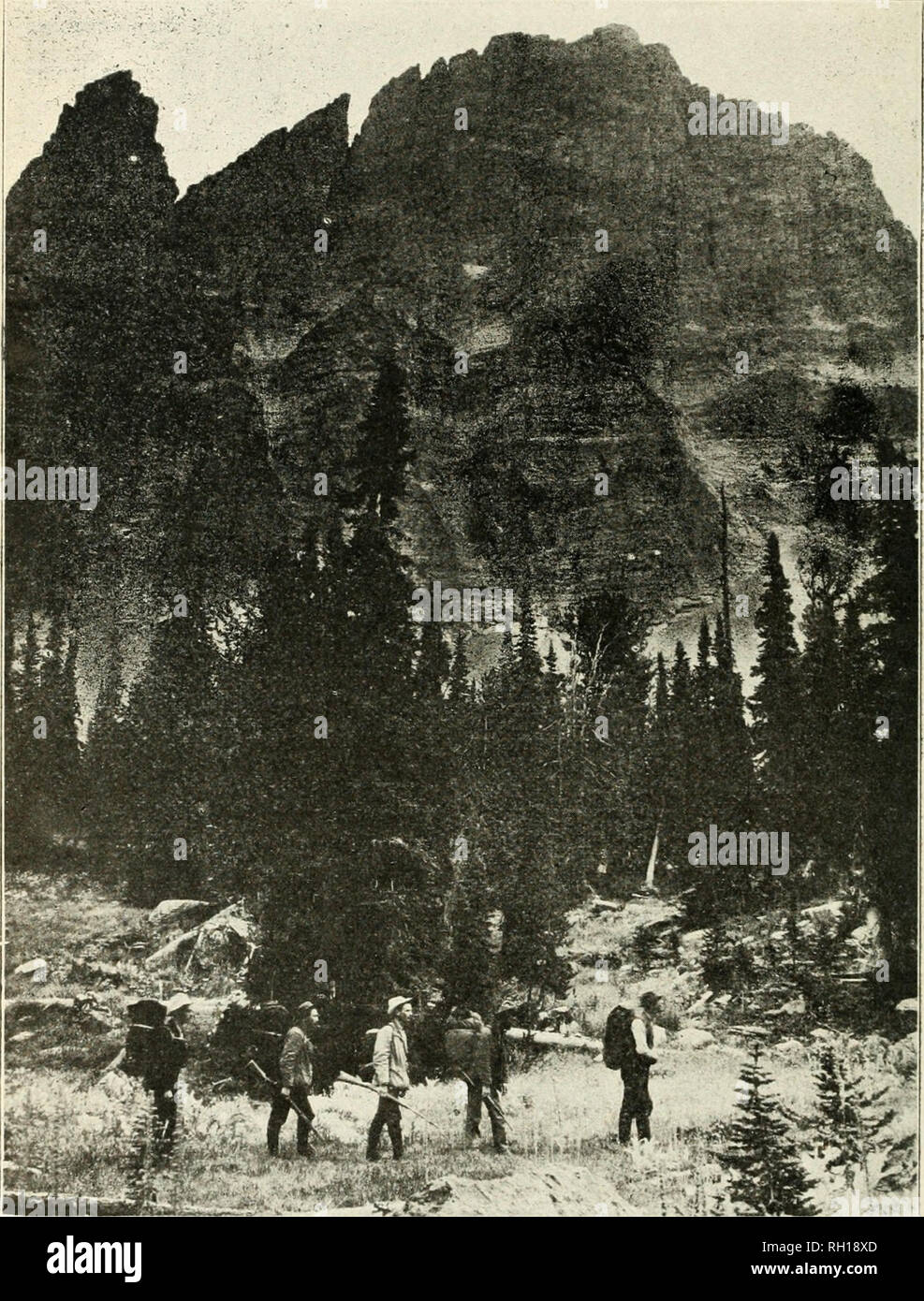 . Bollettino. Storia naturale; Storia Naturale -- Montana. Fig. 132. Un partito dalla stazione ai piedi delle scogliere, 2700 metri di altezza, su Mt. San Nicola, nella gamma principale delle Rockies. Nota i bellissimi alberi, alpino di abete e pino alpino. Nota anche modalità di imballaggio. Foto di M. J. E.. Si prega di notare che queste immagini vengono estratte dalla pagina sottoposta a scansione di immagini che possono essere state migliorate digitalmente per la leggibilità - Colorazione e aspetto di queste illustrazioni potrebbero non perfettamente assomigliano al lavoro originale. Università del Montana (Missoula); Università del Montana (Missoula). Serie biologiche. Mi Foto Stock