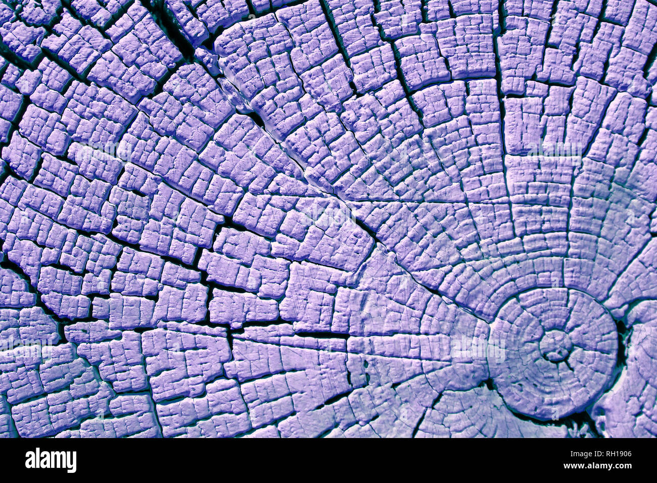 Il legno vecchio texture con modelli naturali. Sezione trasversale del vecchio albero. Abstract sullo sfondo di un vecchio muro di legno con una texture brillanti. La vernice Foto Stock Il legno vecchio texture con modelli naturali. Sezione trasversale del vecchio albero. Abstract sullo sfondo di un vecchio muro di legno con una texture brillanti. La vernice Foto Stock