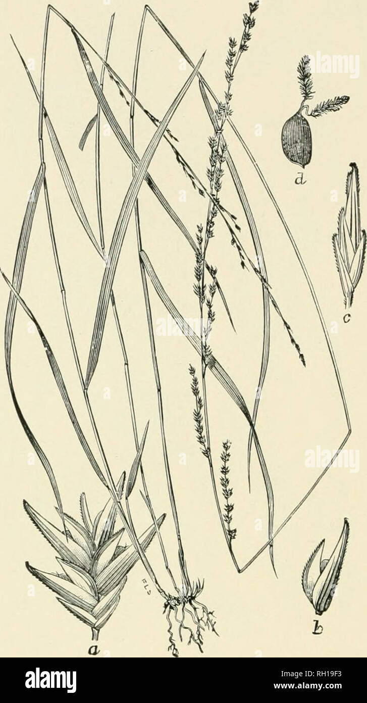 . Bollettino. Gramineae -- Stati Uniti; piante foraggere -- Stati Uniti. 284. Fig. 266. Uniola laxa (L.) B. S. P.; Biittou un<l marrone, 111. Fl., 1: 197 ( r. gracilis Miclix.).-Un sleuder gras:s6 a 9 dm. liigli, con lunga e stretta, foglia-lame ed un contratto, waud-simili, annuendo panicle 15 a 45 < in. long.-In dry .suolo, boschi aperti e le banche, Long Lsland a Florida, a ovest verso il Kentucky, Tennessee e Texas. Giugno-ottobre.. Si prega di notare che queste immagini vengono estratte dalla pagina sottoposta a scansione di immagini che possono essere state migliorate digitalmente per la leggibilità - Colorazione e aspetto di questi illustratio Foto Stock