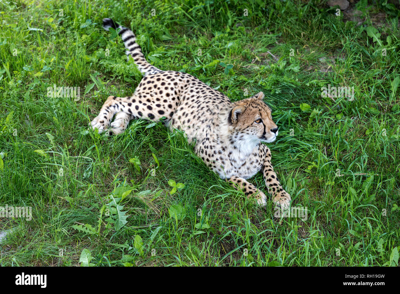 Cheetah in piedi in erba con un avviso in posizione. È il più veloce animale di terra e ha una specifica "lacrima mark' acceso dall'angolo dell'occhio Foto Stock